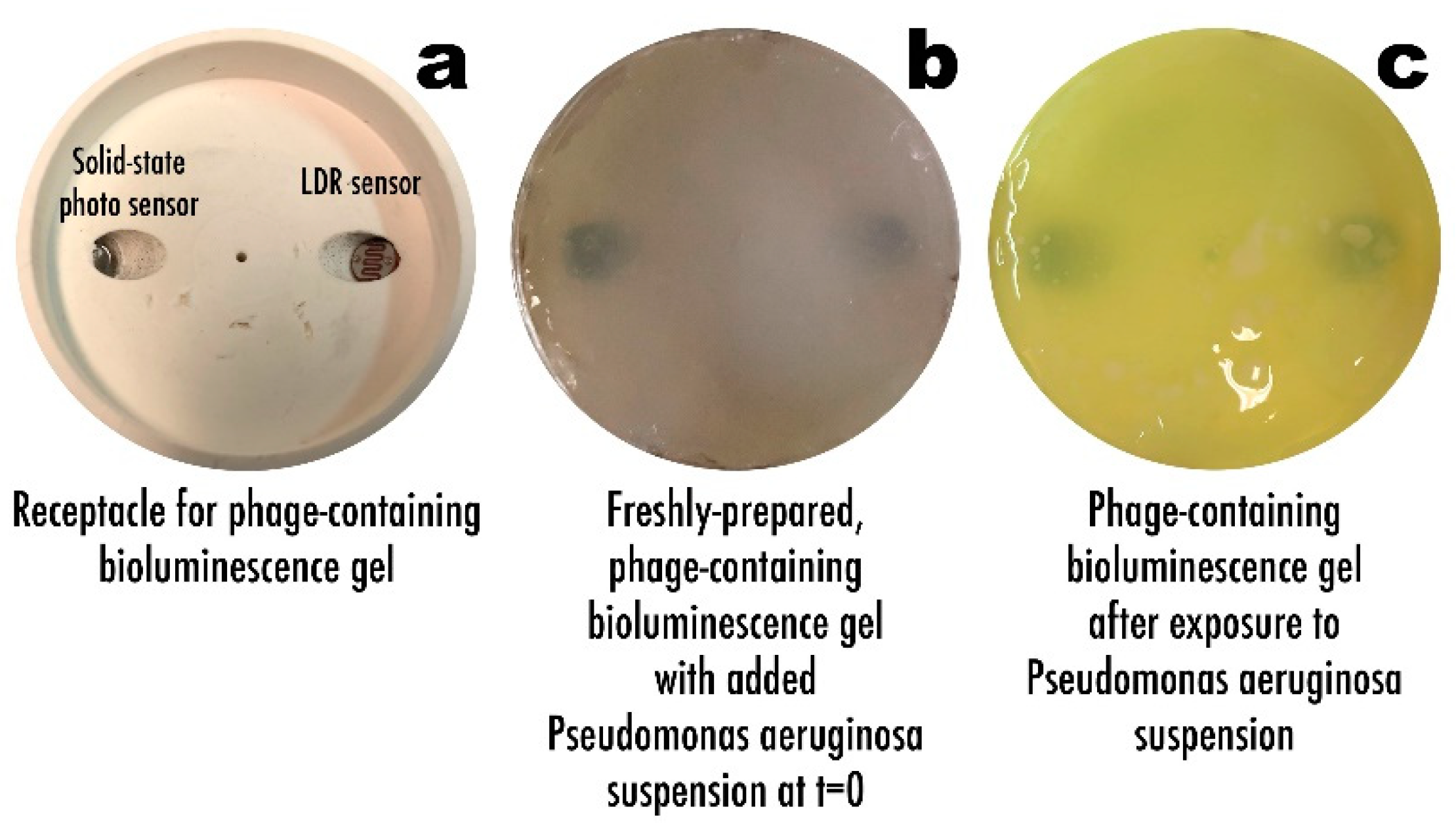 Biosensors 11 00124 g011 Biosensors 11 00124 g011