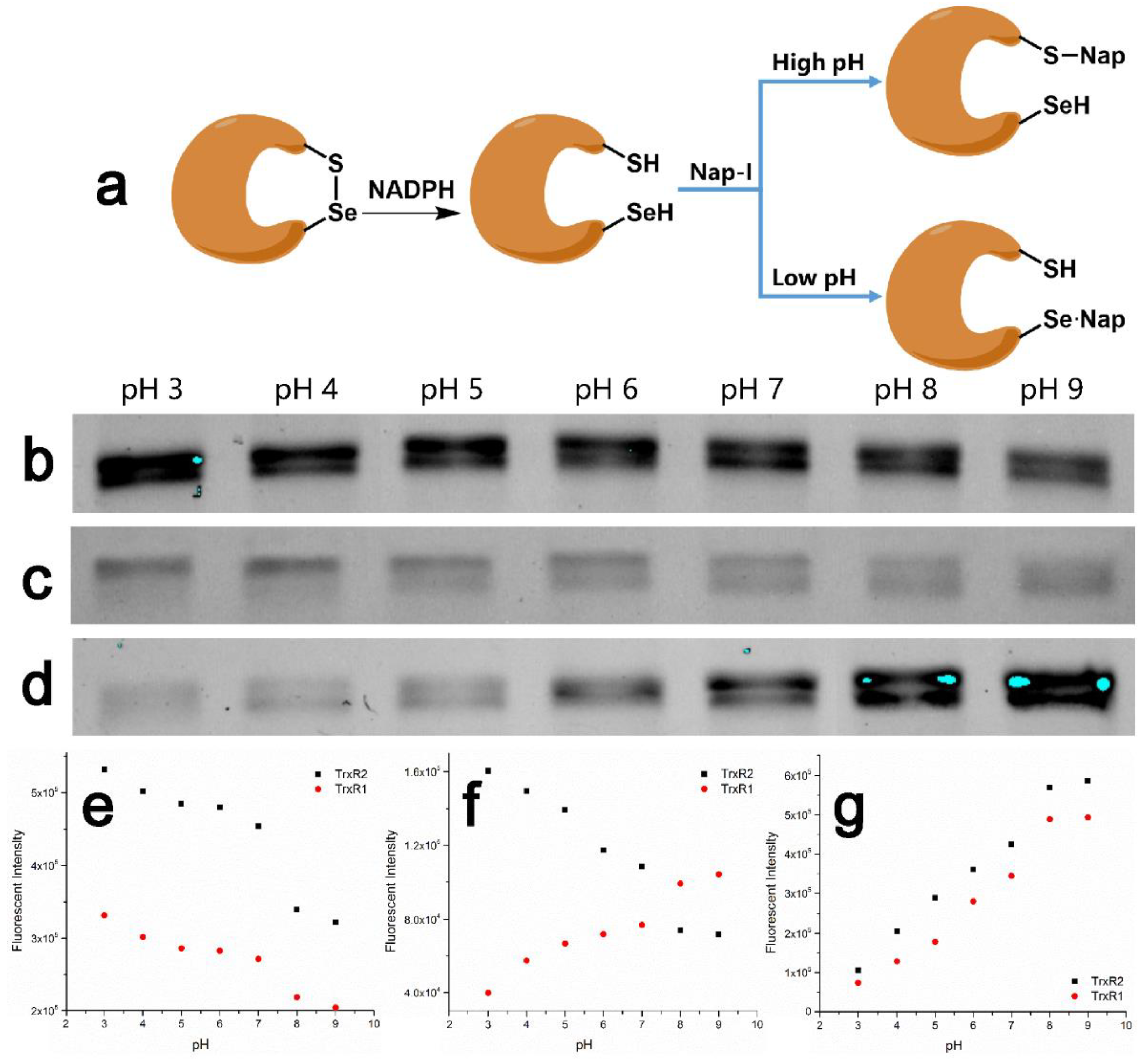 Biosensors 11 00132 g005