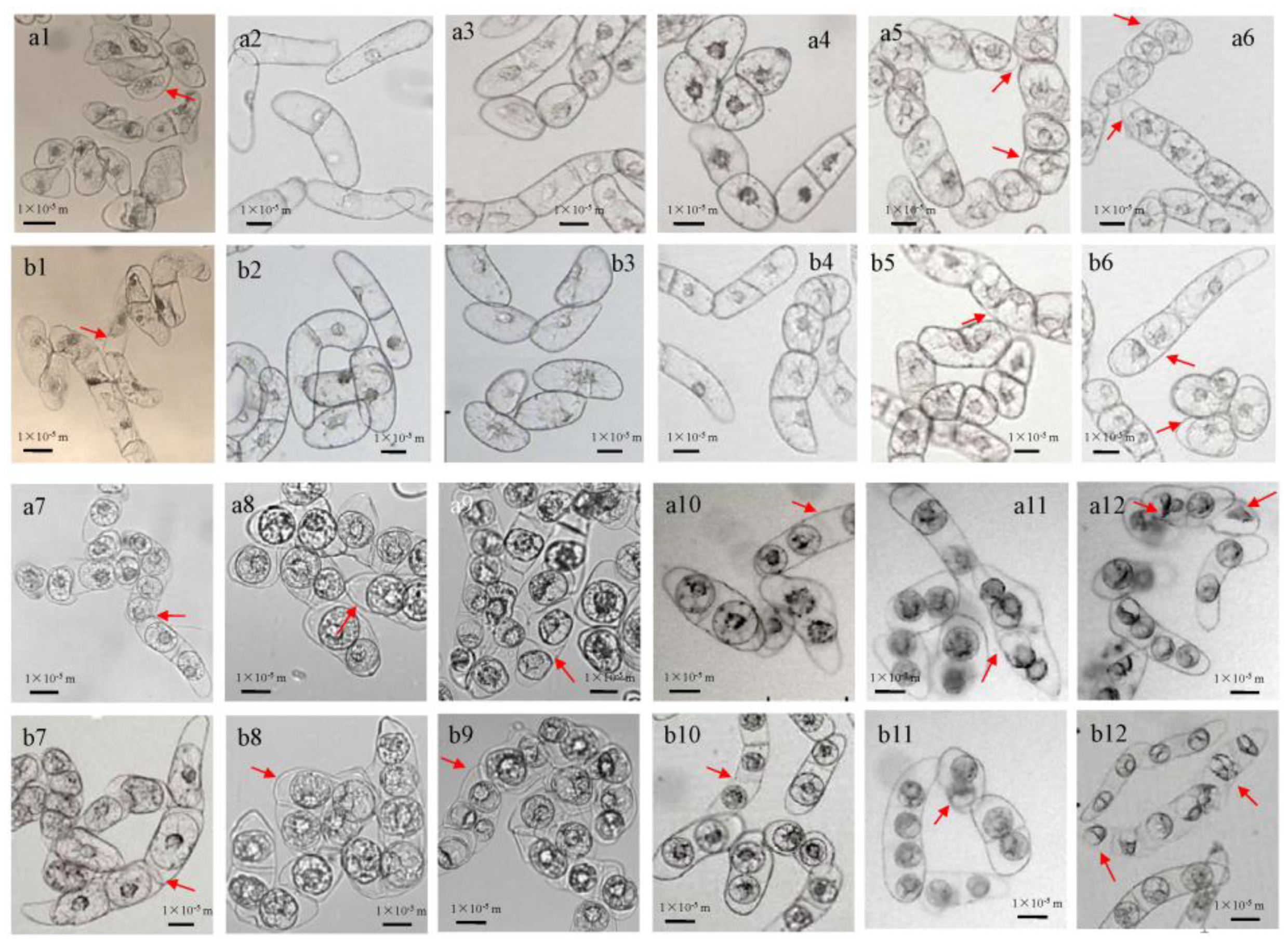 Biosensors 11 00136 g005 Biosensors 11 00136 g005