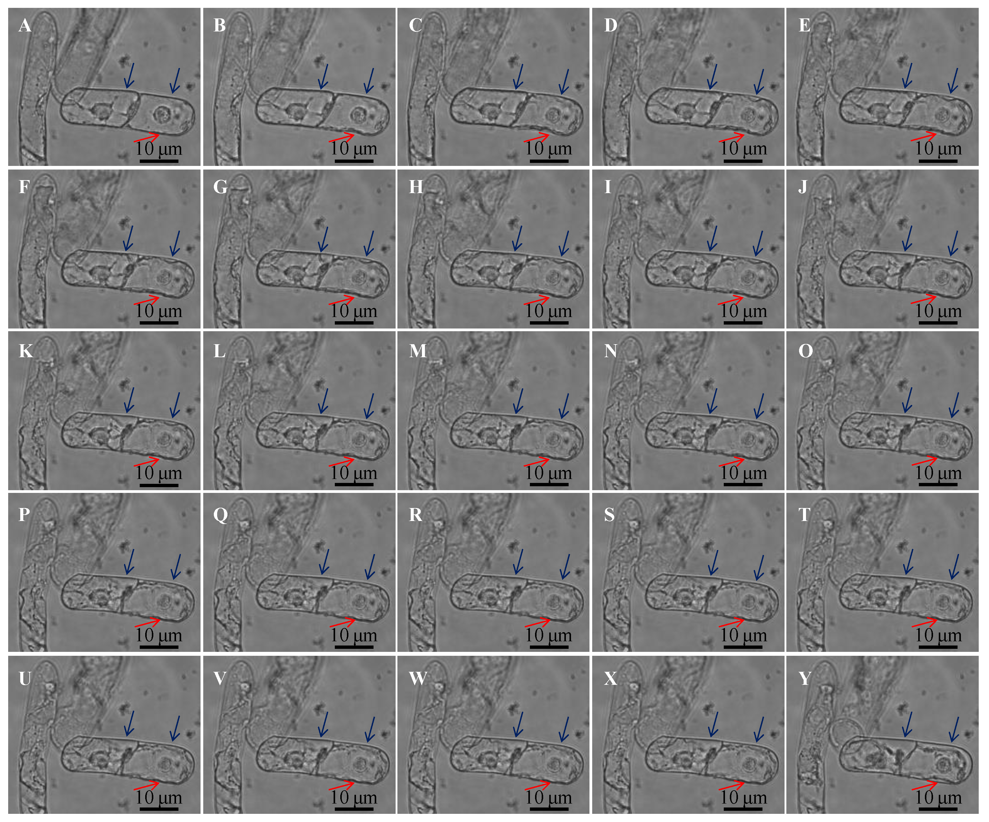 Biosensors 11 00136 g006 Biosensors 11 00136 g006