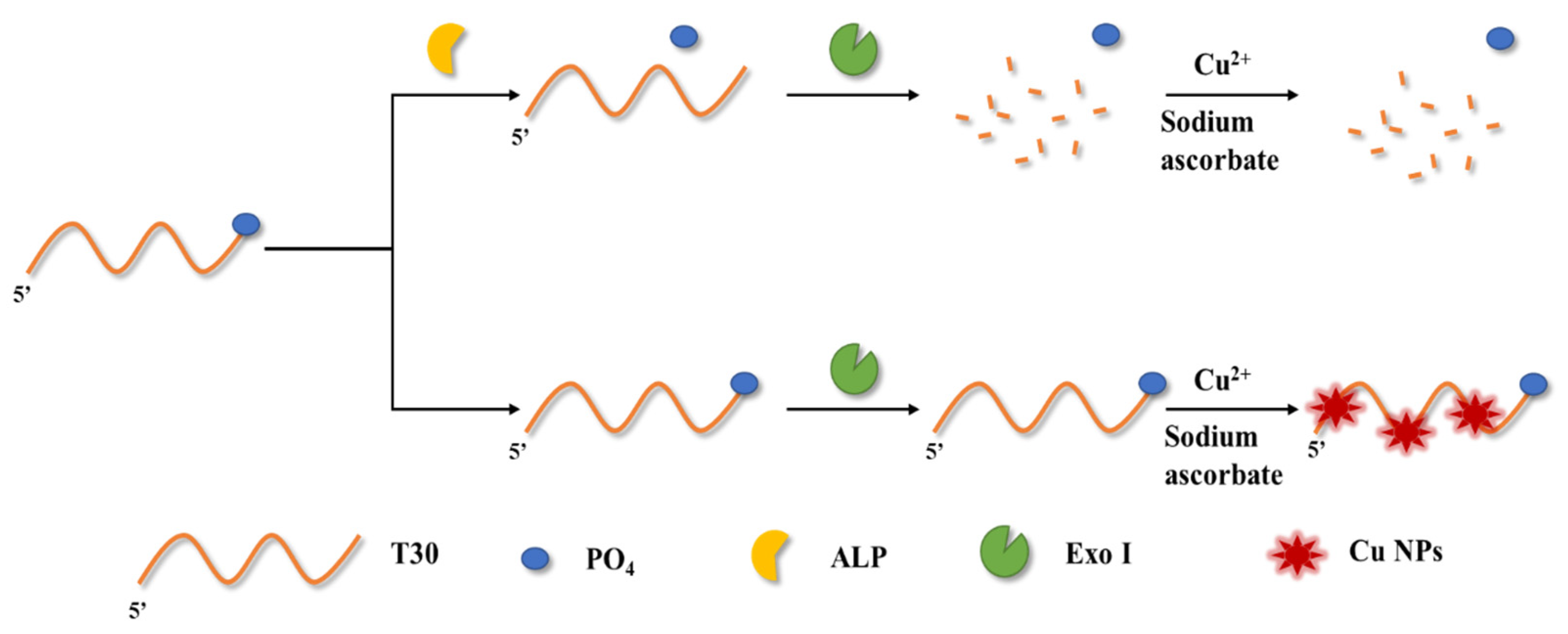 Biosensors 11 00139 sch001