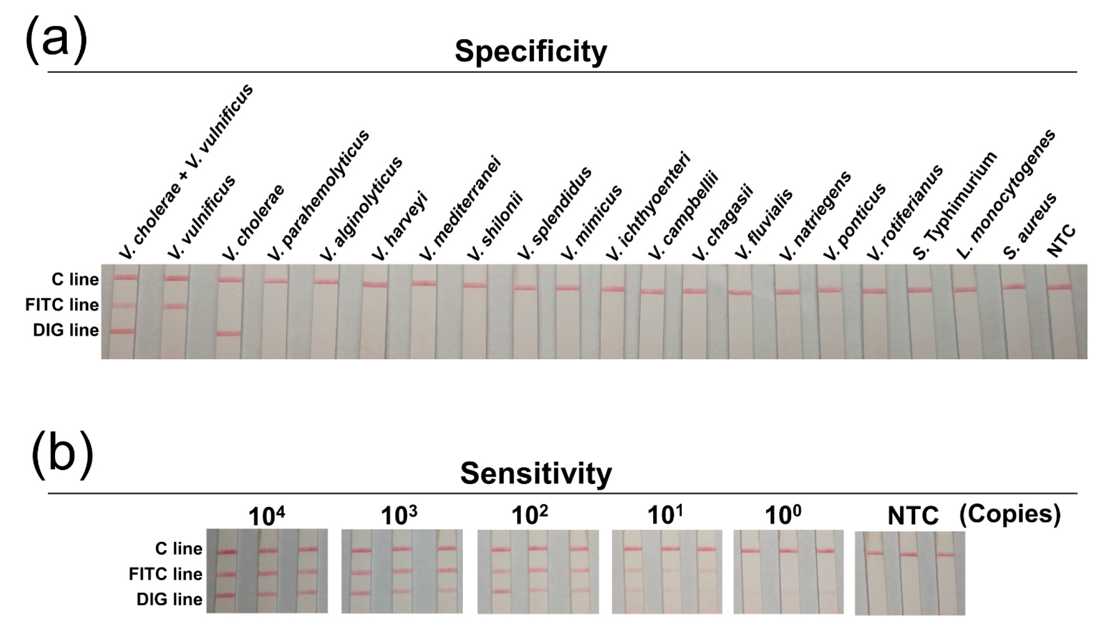 Biosensors 11 00151 g004