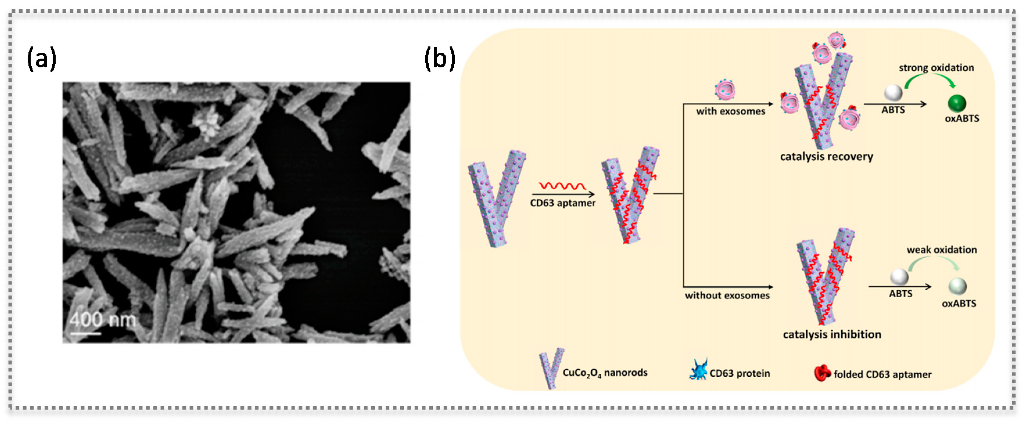 Biosensors 11 00152 g006 Biosensors 11 00152 g006