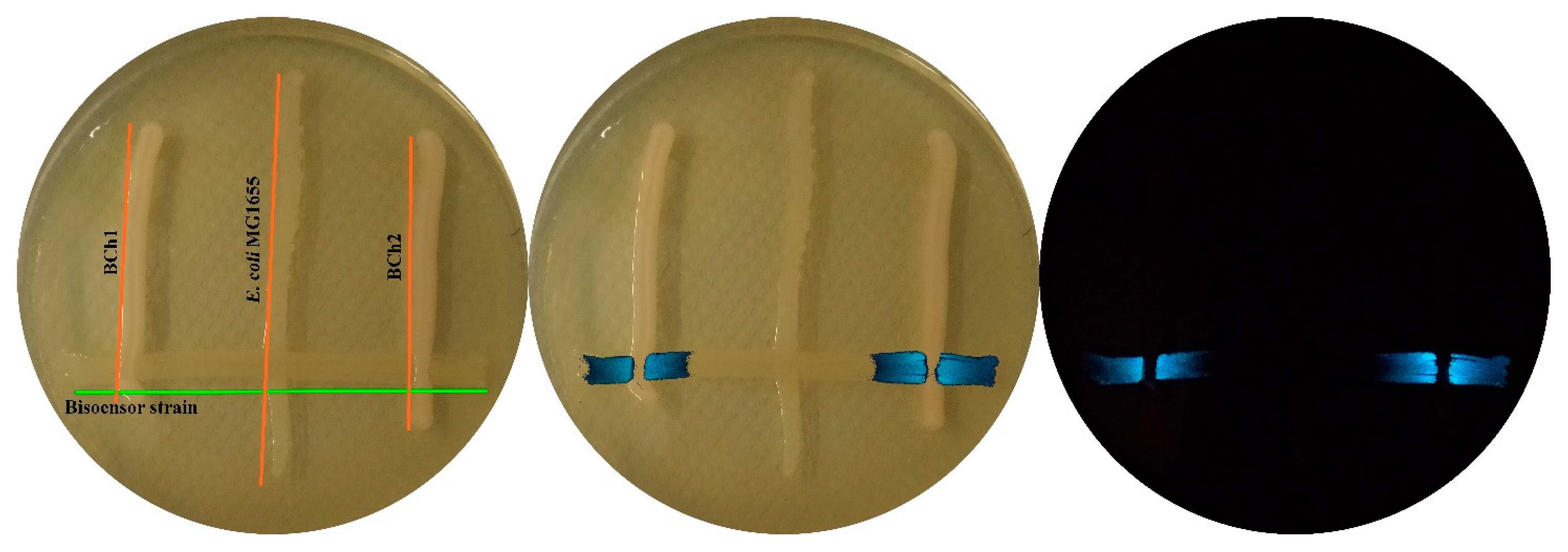 Biosensors 11 00166 g005 Biosensors 11 00166 g005