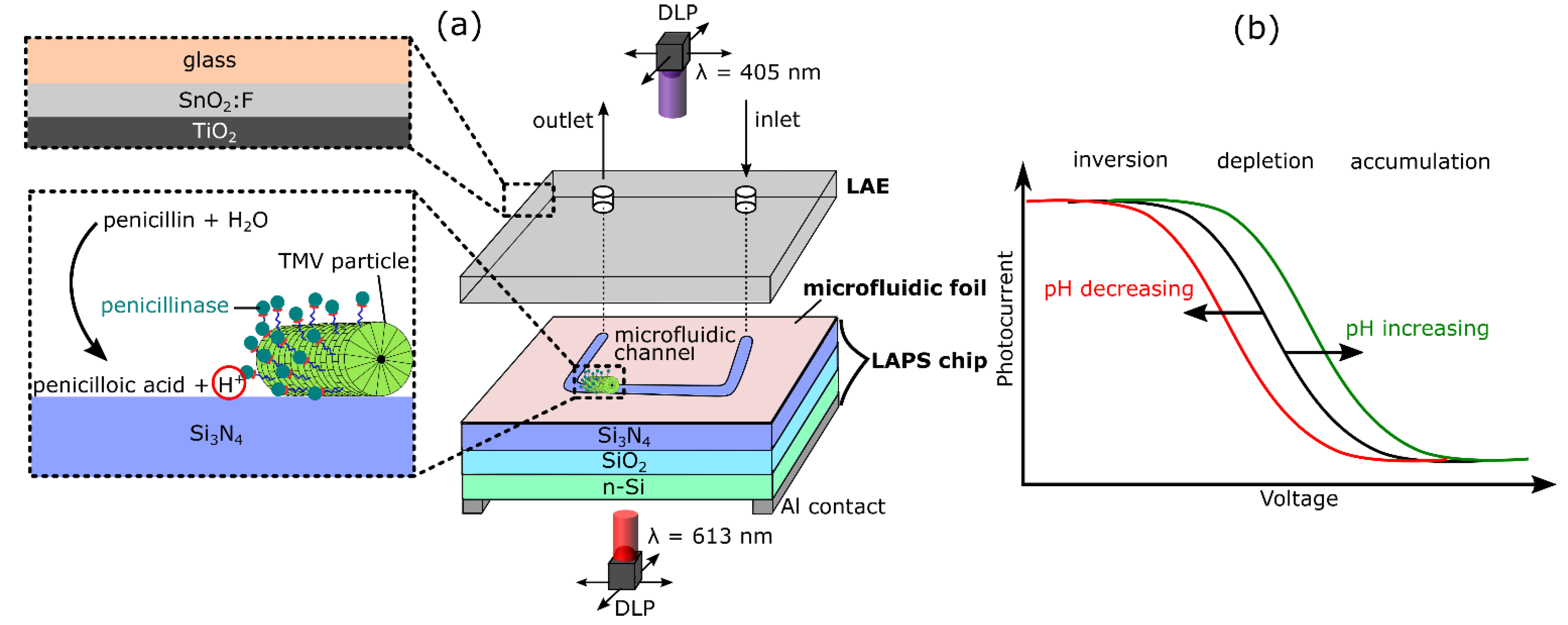 Biosensors 11 00171 g001 Biosensors 11 00171 g001