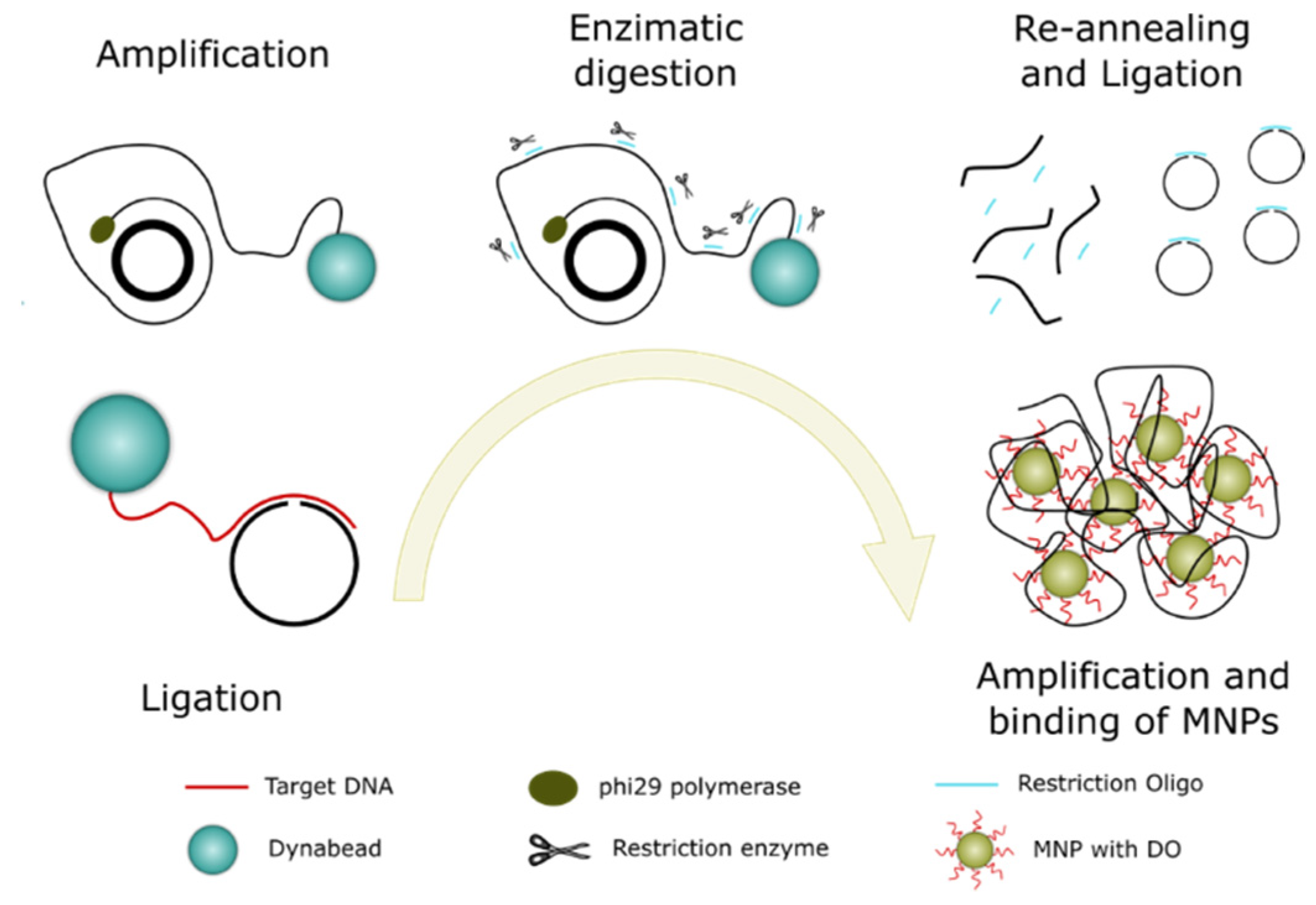 Biosensors 11 00173 g003