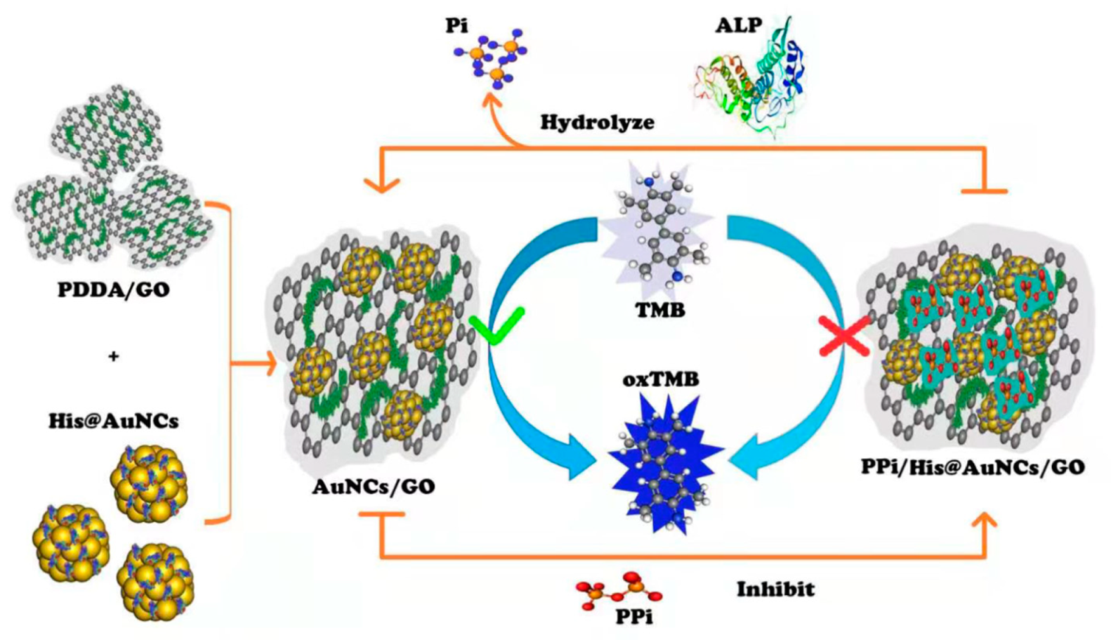Biosensors 11 00174 sch001 Biosensors 11 00174 sch001