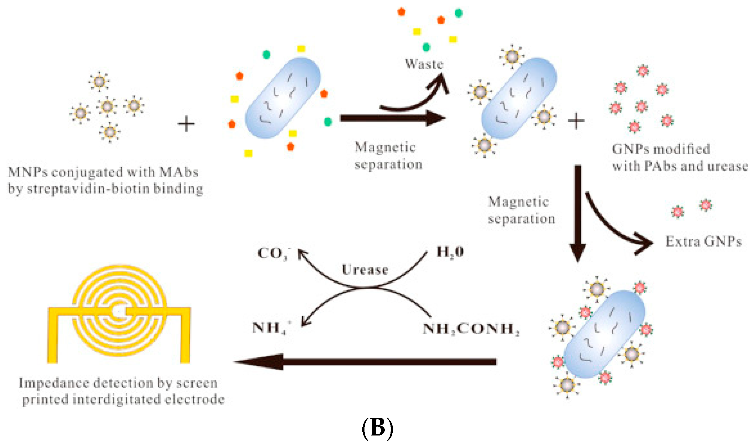 Biosensors 11 00190 g002b Biosensors 11 00190 g002b