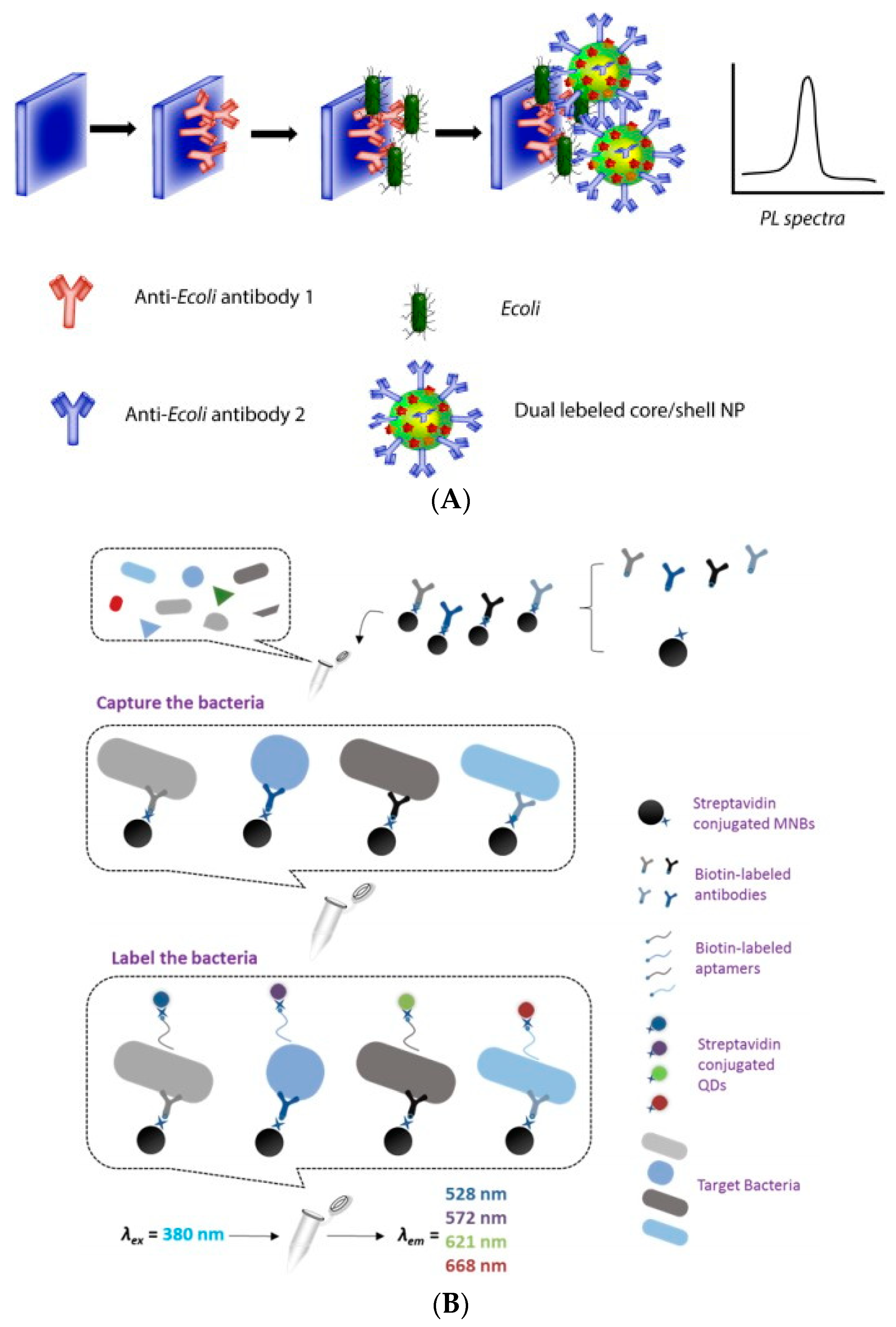 Biosensors 11 00190 g005 Biosensors 11 00190 g005