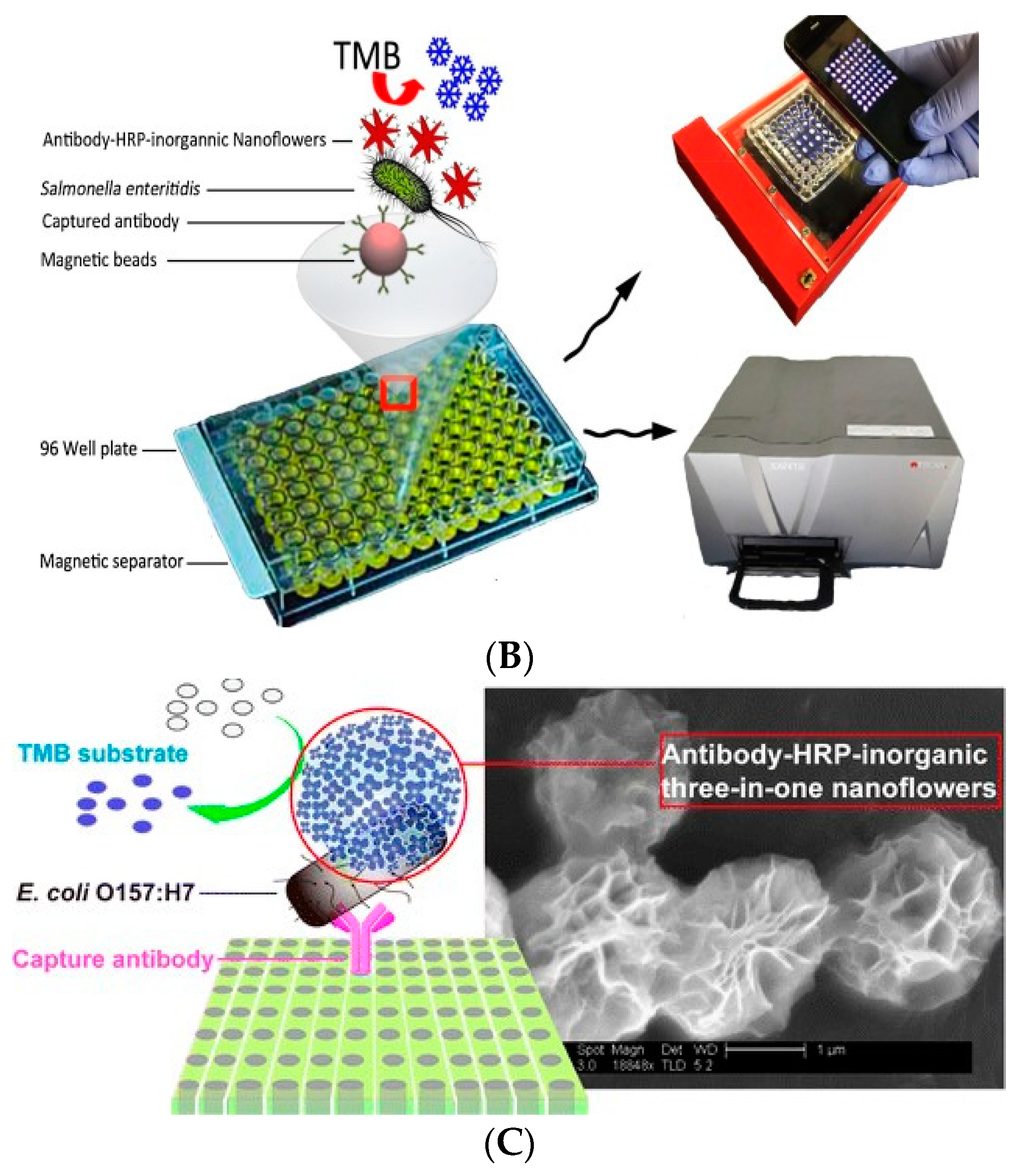 Biosensors 11 00190 g012b Biosensors 11 00190 g012b