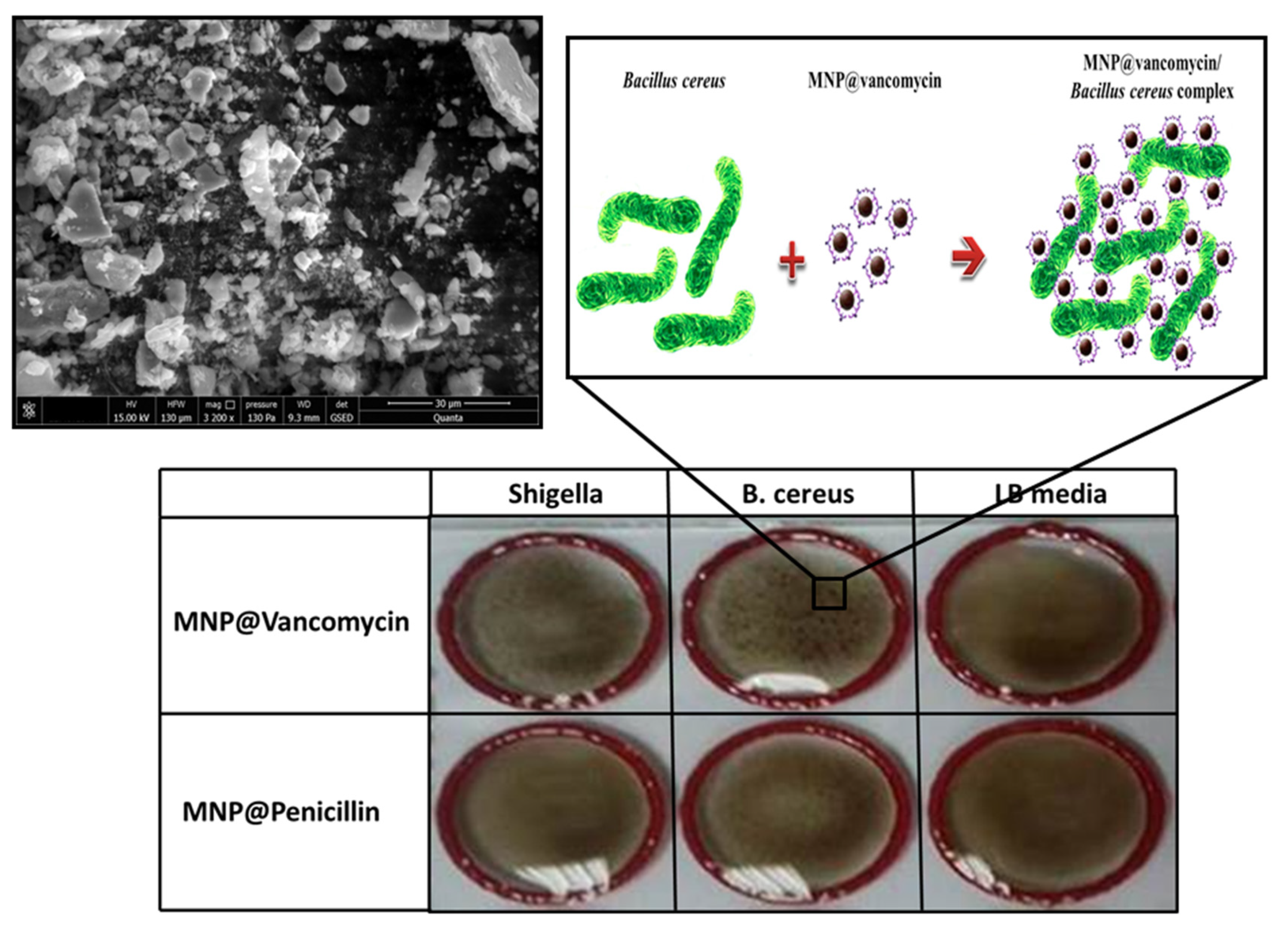 Biosensors 11 00205 g001