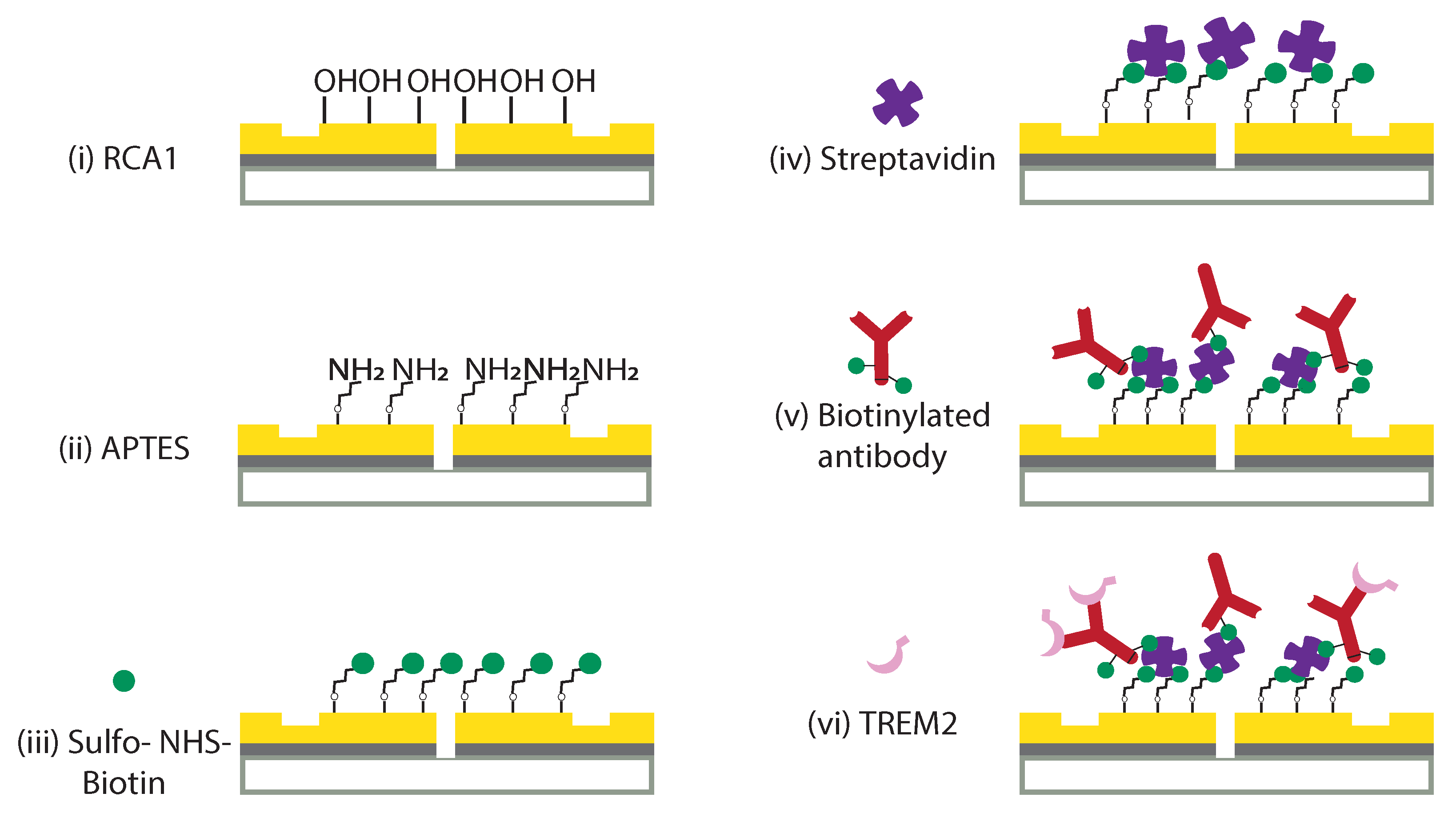 Biosensors 11 00217 g002 550
