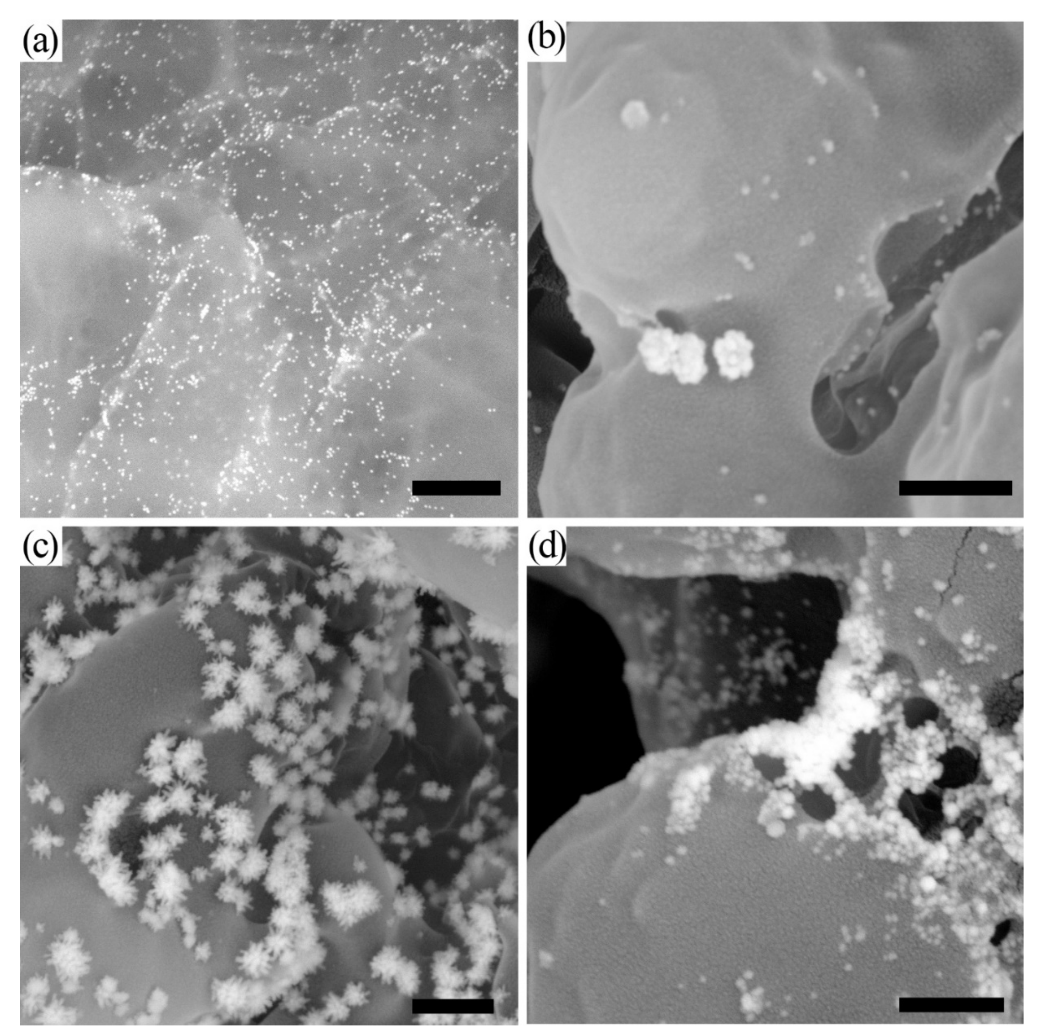 Biosensors 11 00229 g001