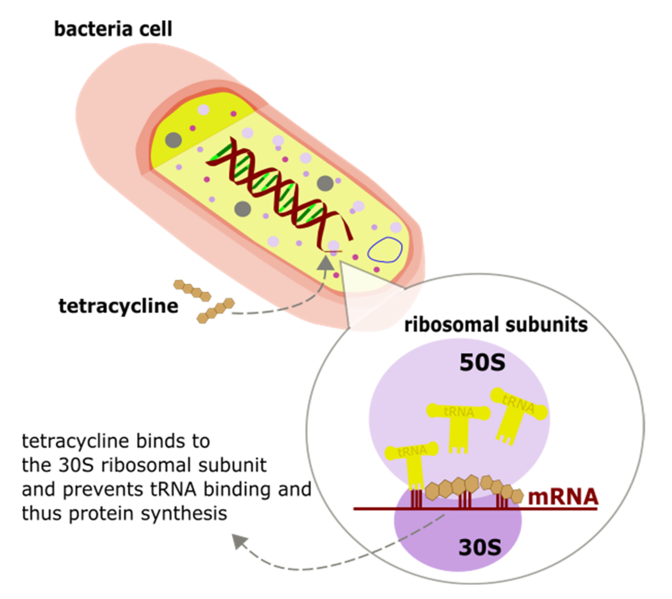 Biosensors 11 00232 g003