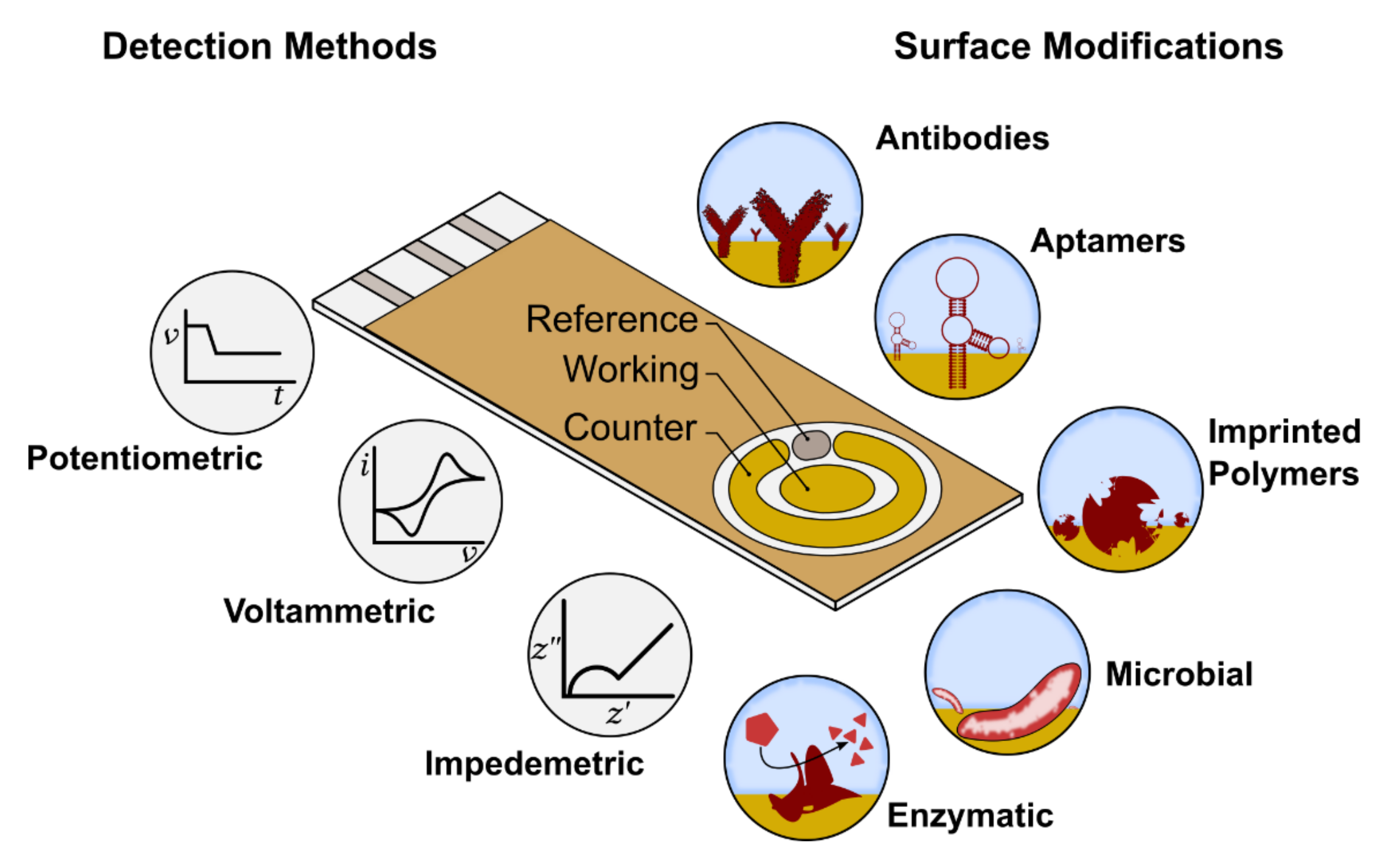 Biosensors 11 00232 g006