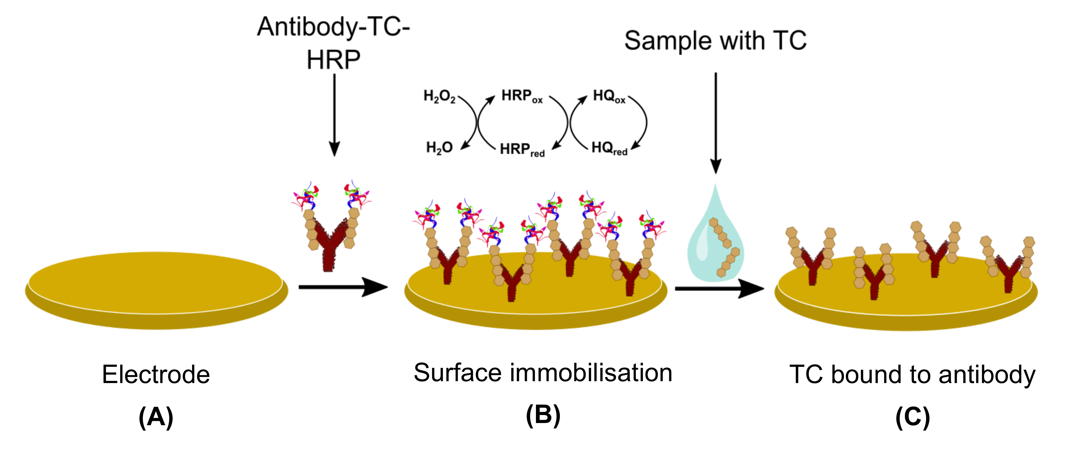 Biosensors 11 00232 g008