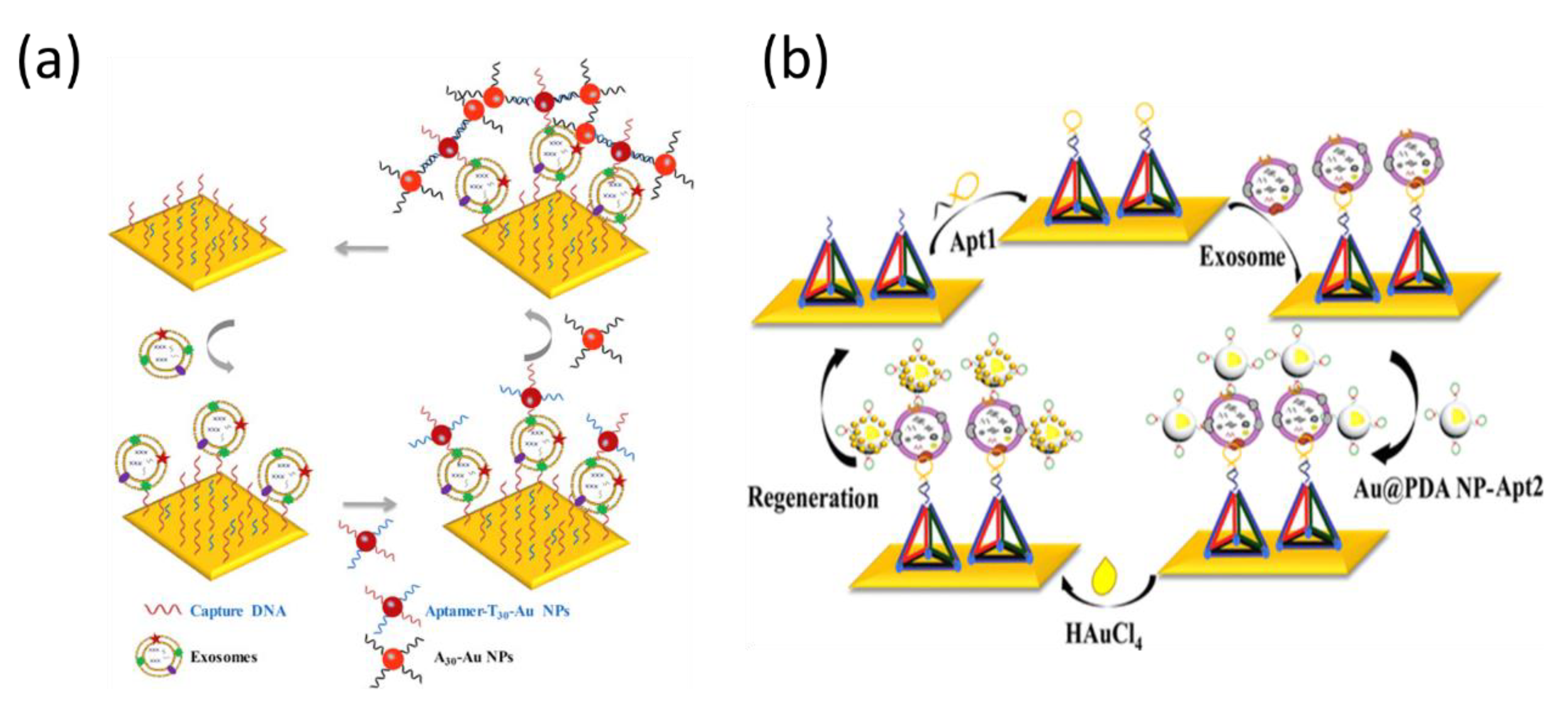 Biosensors 11 00233 g007