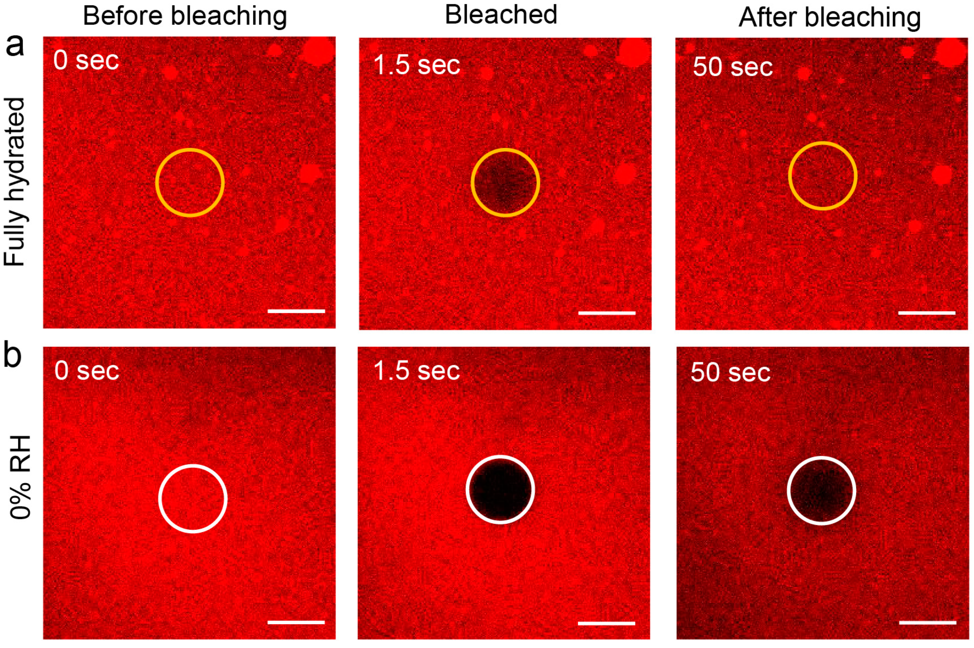 Biosensors 11 00241 g001 Biosensors 11 00241 g001