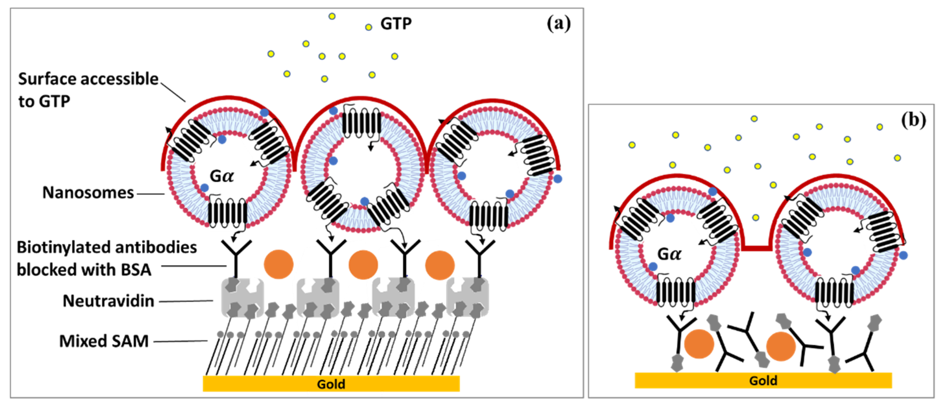 Biosensors 11 00244 g007