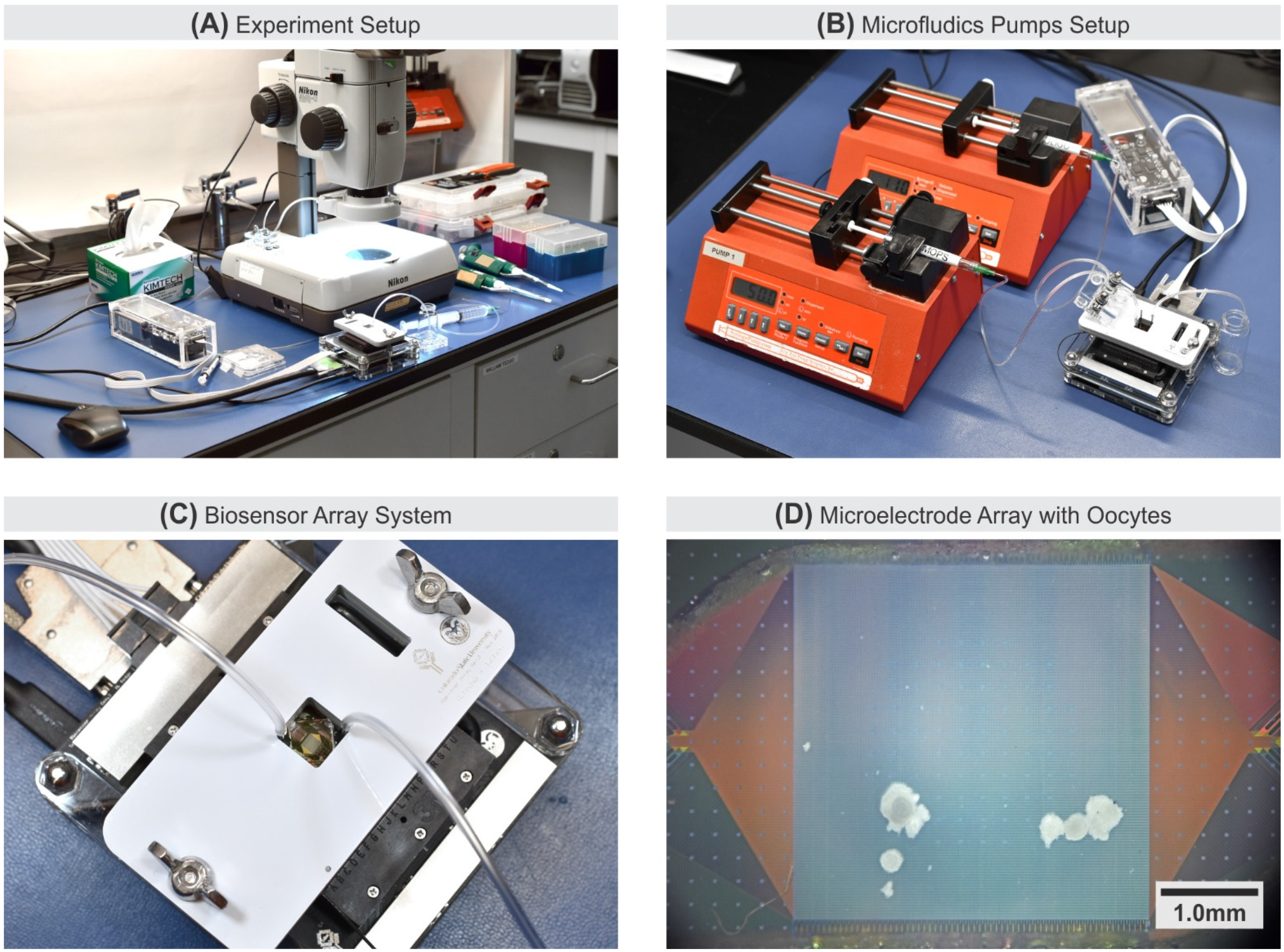 Biosensors 11 00256 g003 Biosensors 11 00256 g003