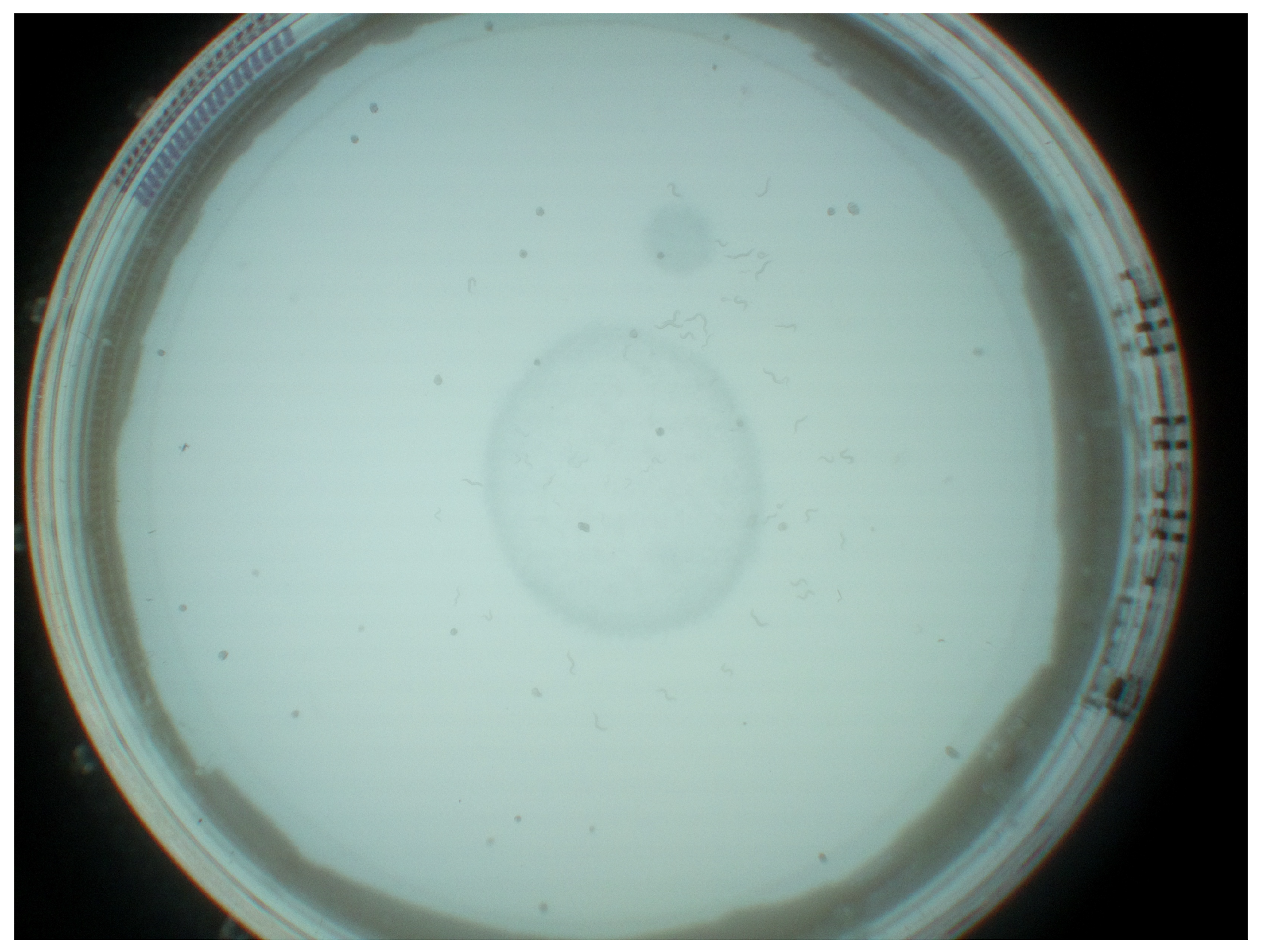 Biosensors 11 00257 g002 550