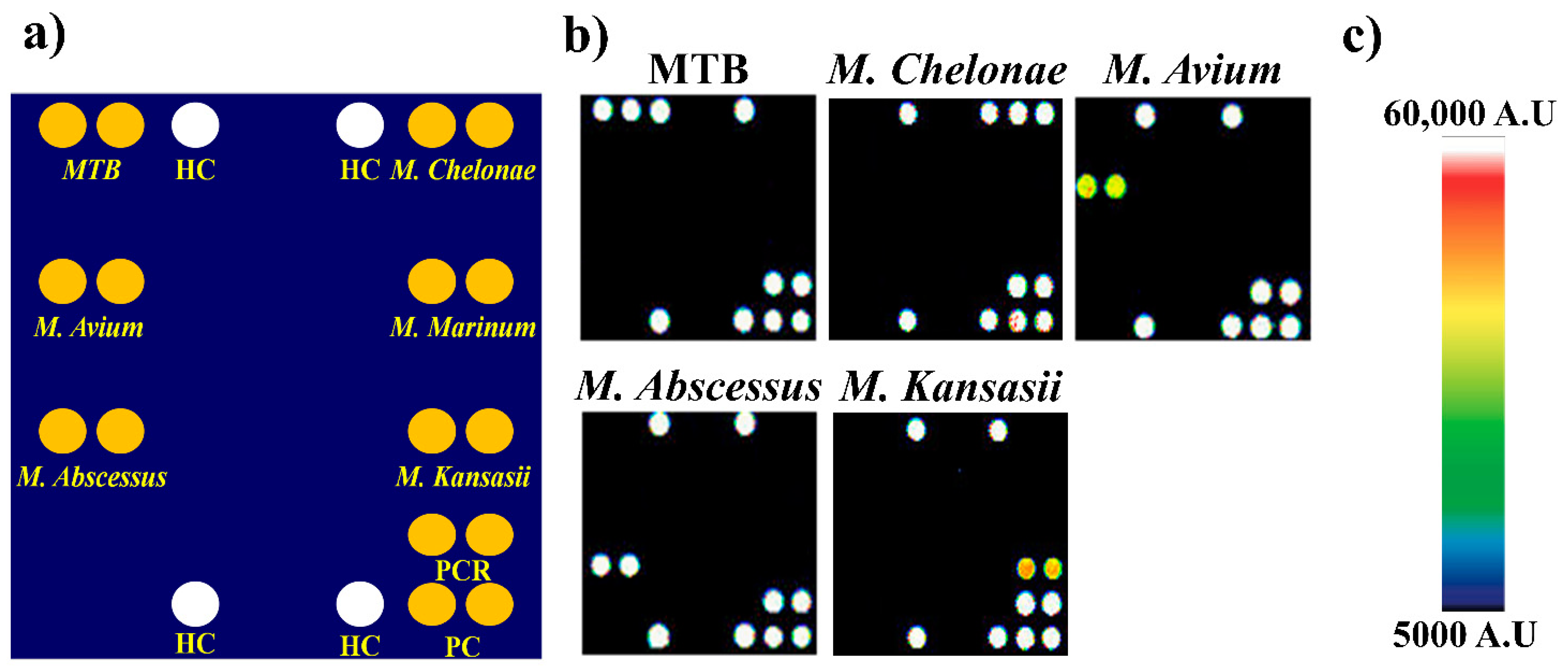 Biosensors 11 00265 g002 Biosensors 11 00265 g002
