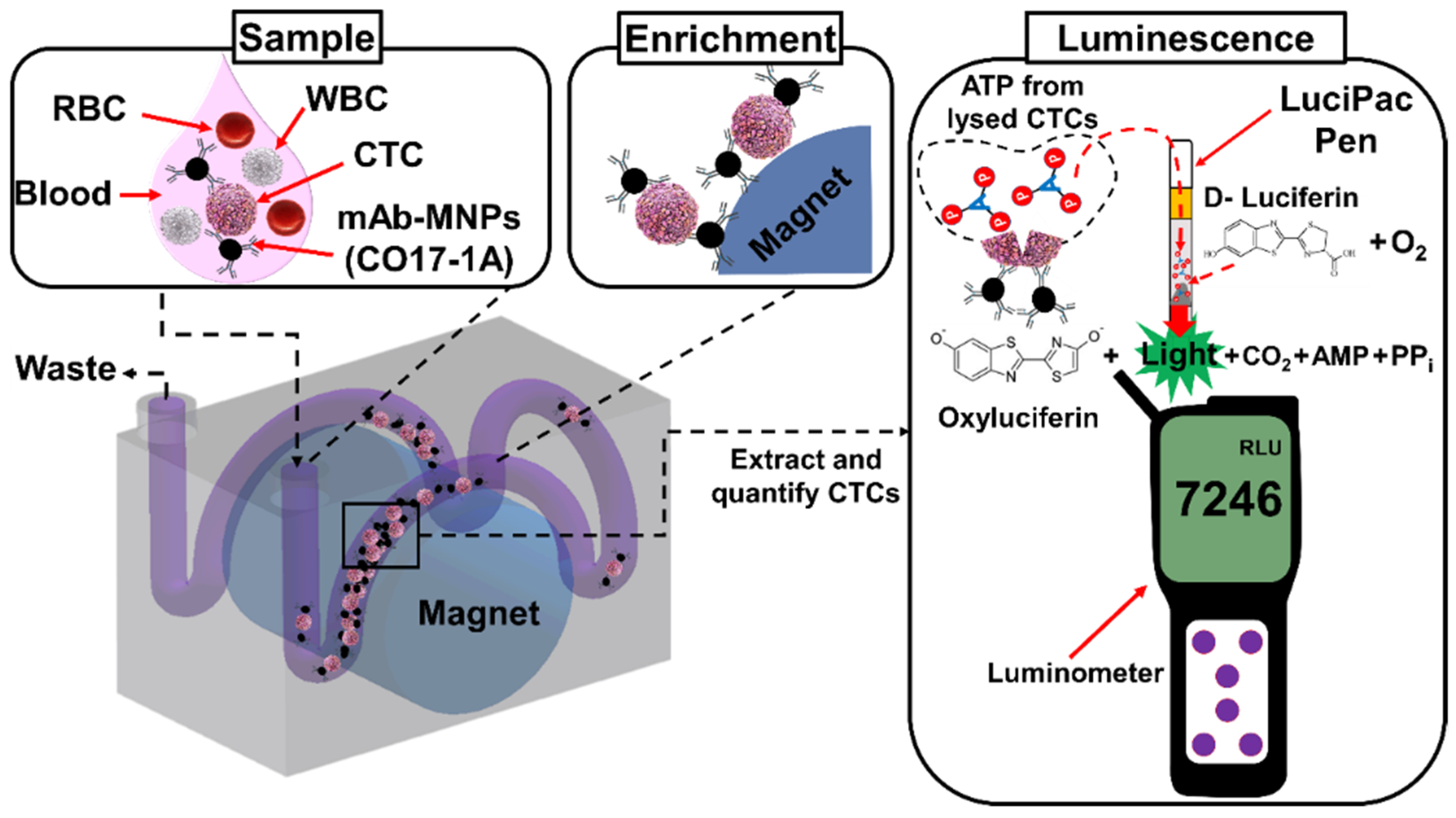 Biosensors 11 00278 g001 550