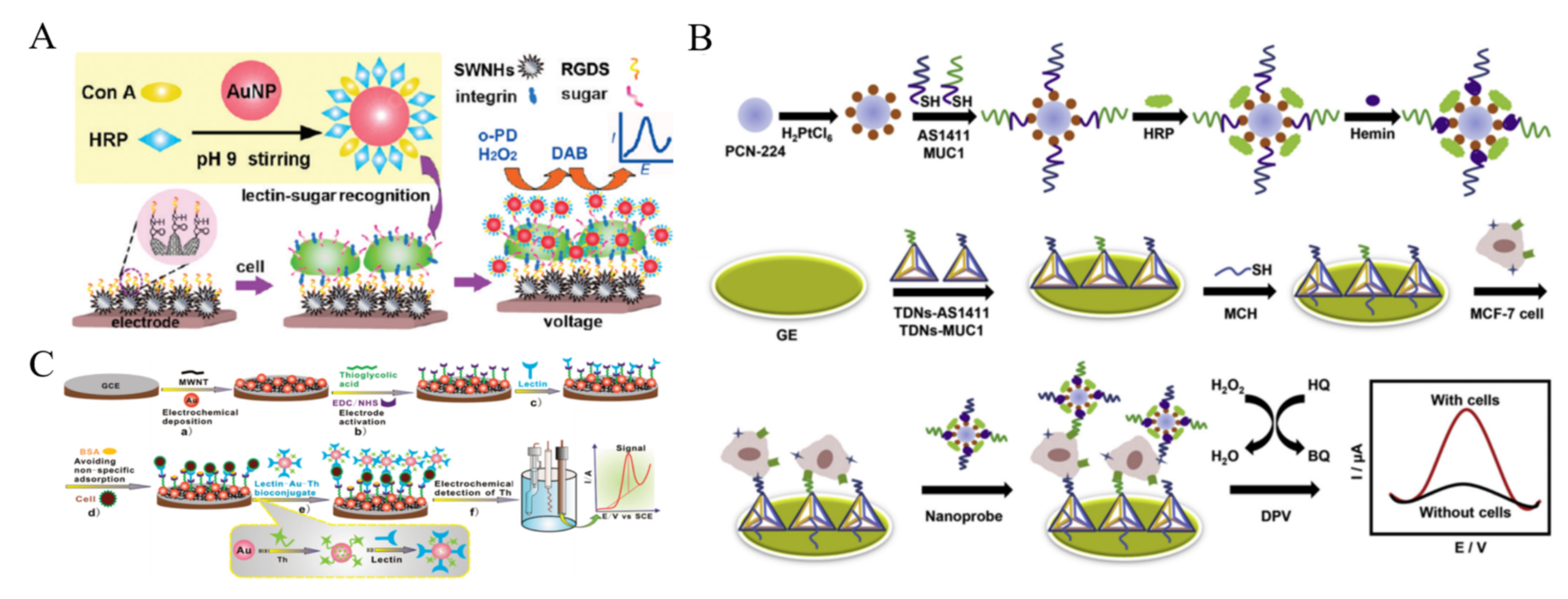 Biosensors 11 00281 g009