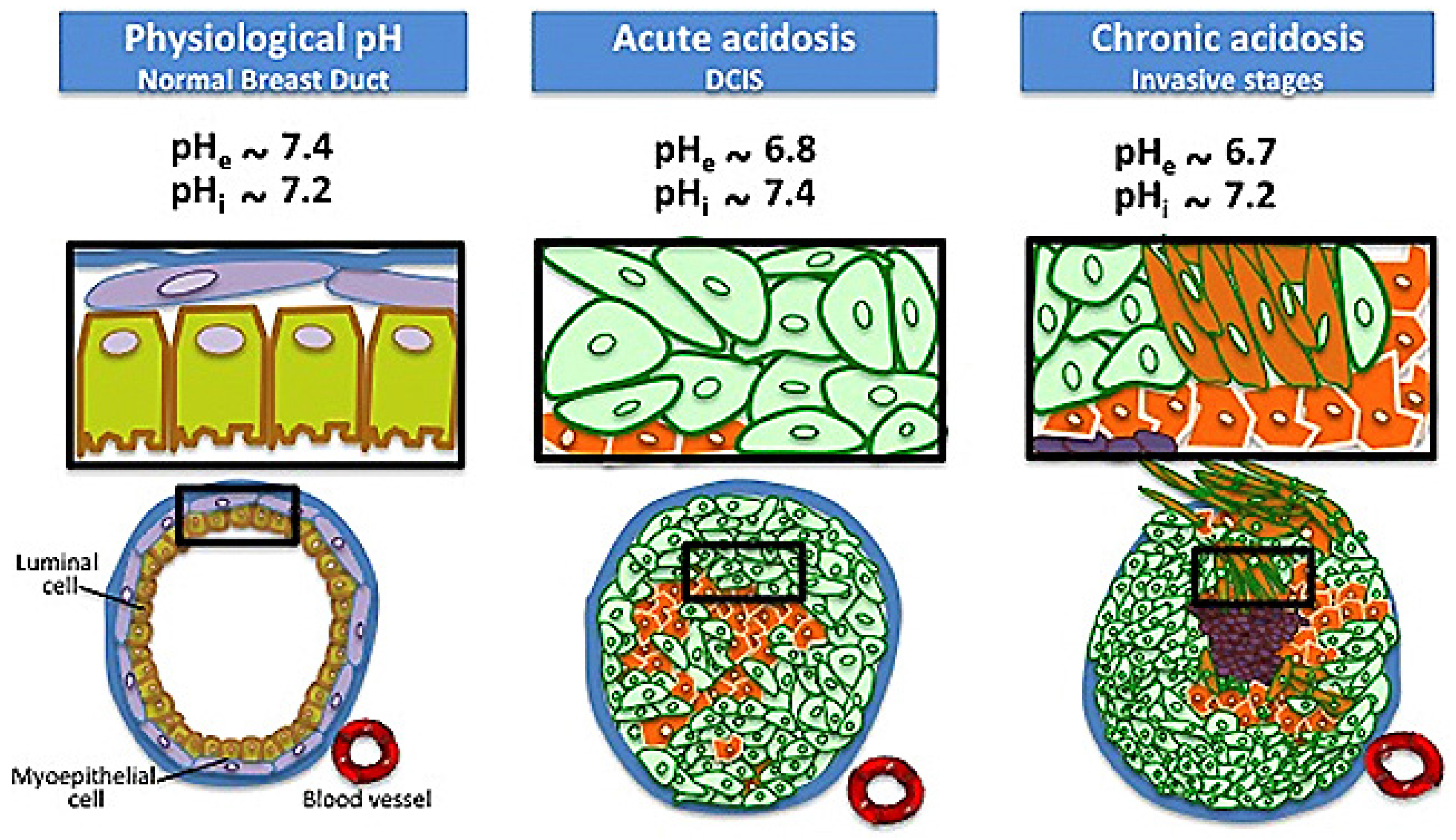 Biosensors 11 00282 g005