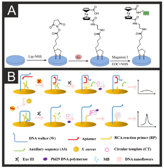 Biosensors Free Full Text Electroanalytical Overview Electrochemical Sensing Platforms For Food And Drink Safety Html Biosensors Free Full Text Electroanalytical Overview Electrochemical Sensing Platforms For Food And Drink Safety Html