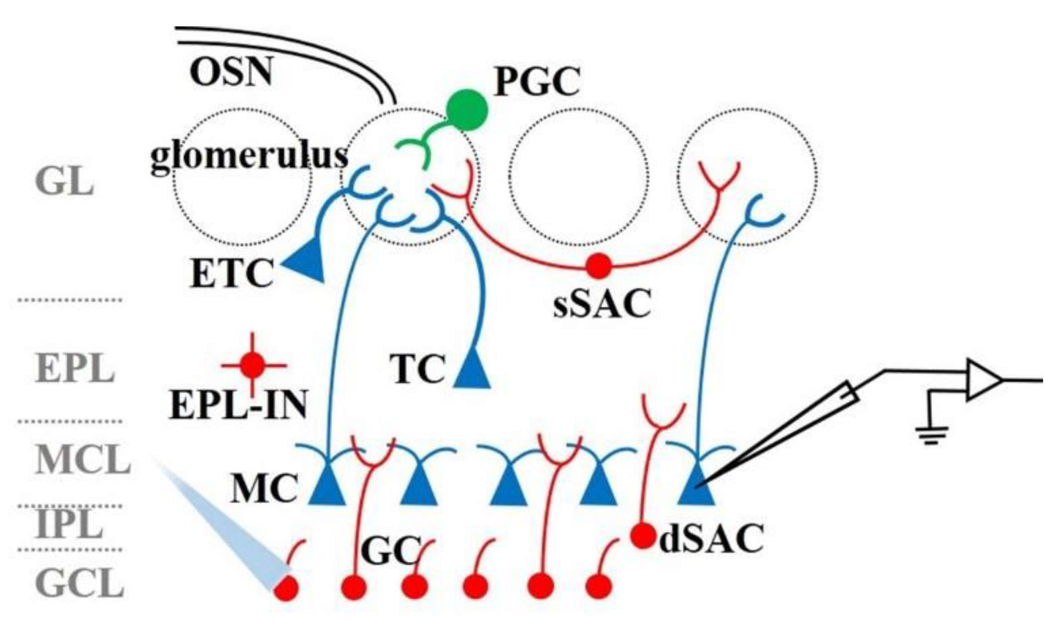 Biosensors 11 00309 g003 Biosensors 11 00309 g003