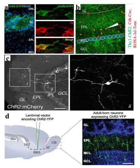Olfactory Optogenetics: Light Illuminates the Chemical Sensing ...