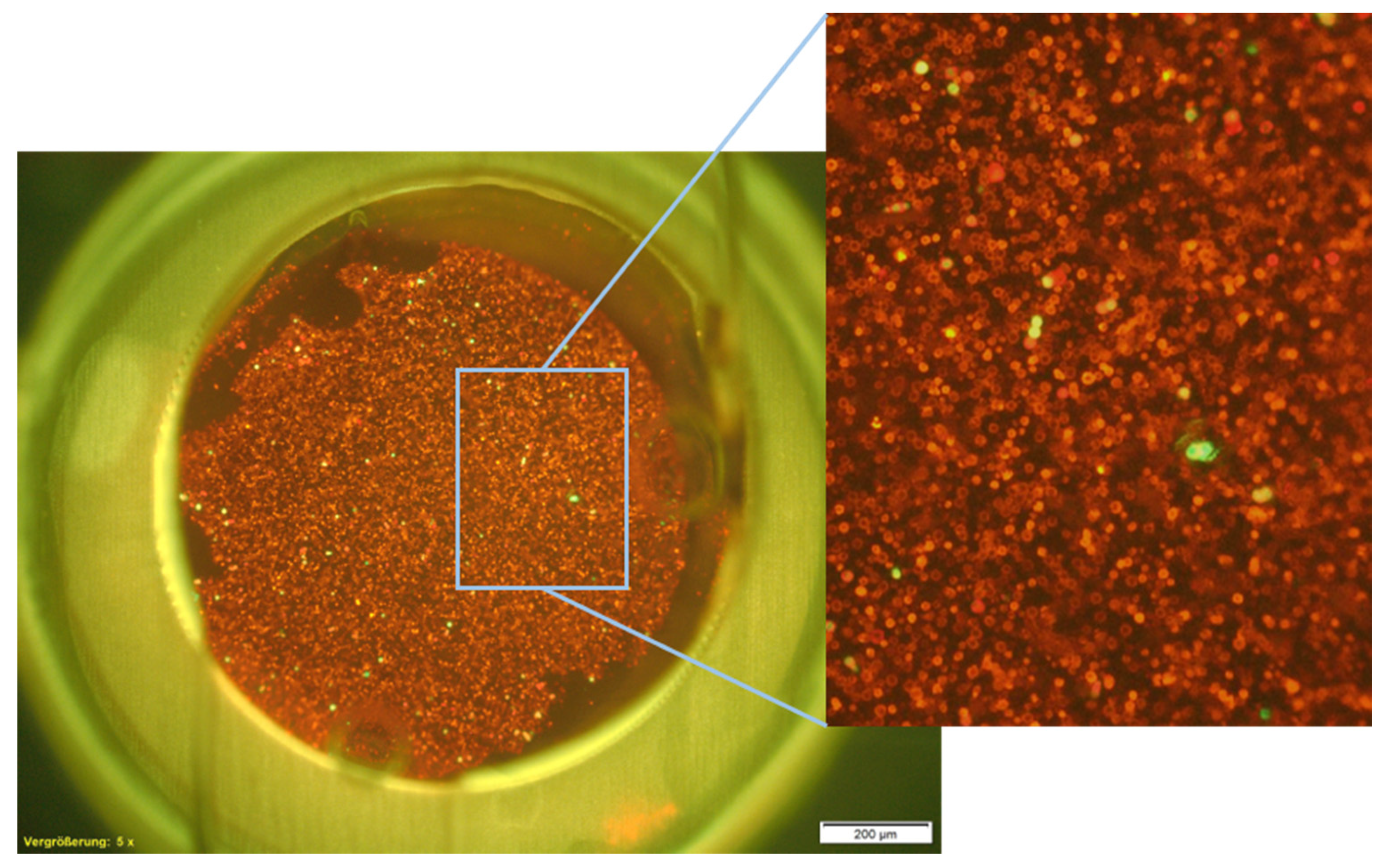 Biosensors 11 00312 g006