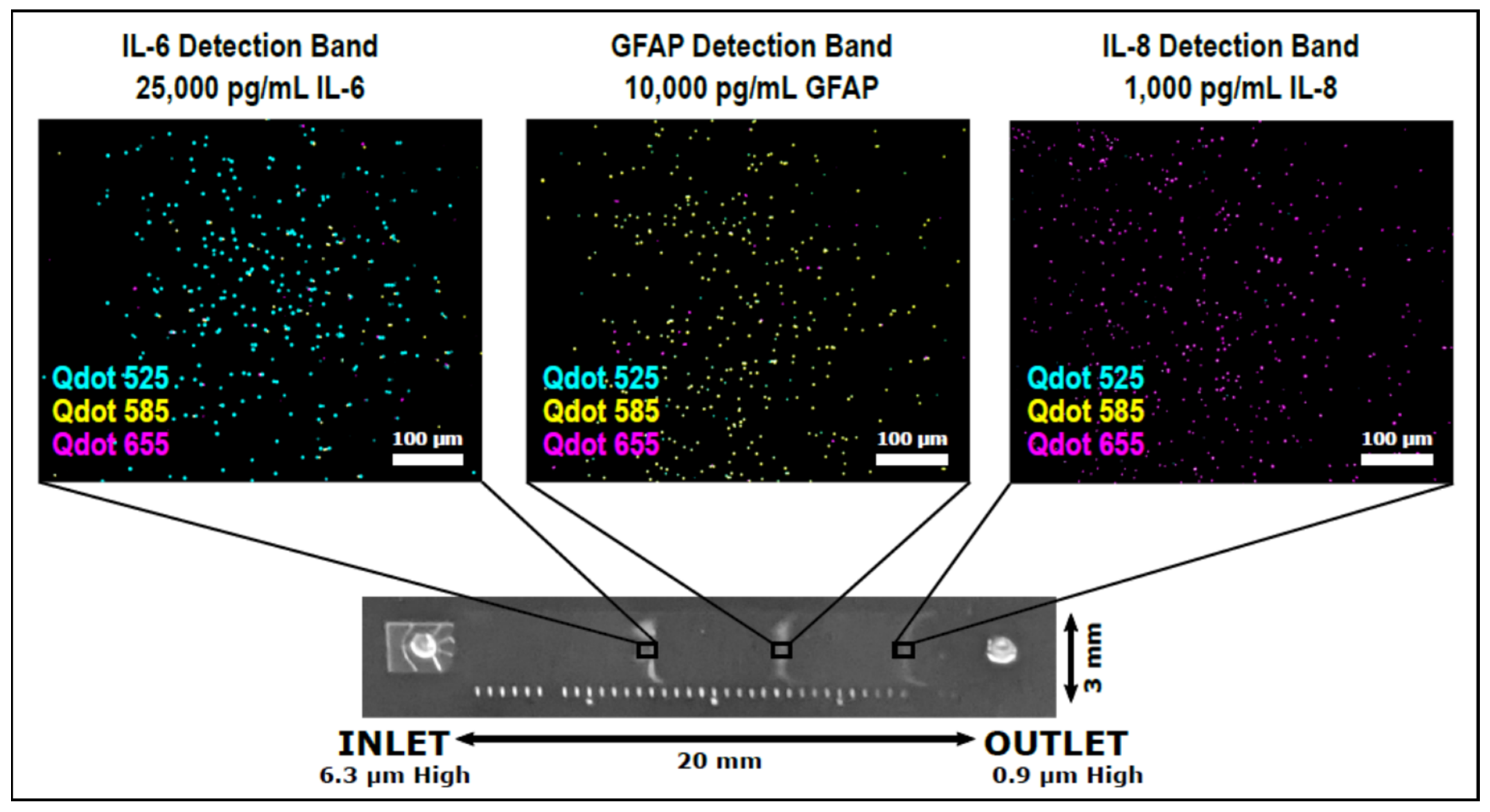 Biosensors 11 00319 g003 Biosensors 11 00319 g003