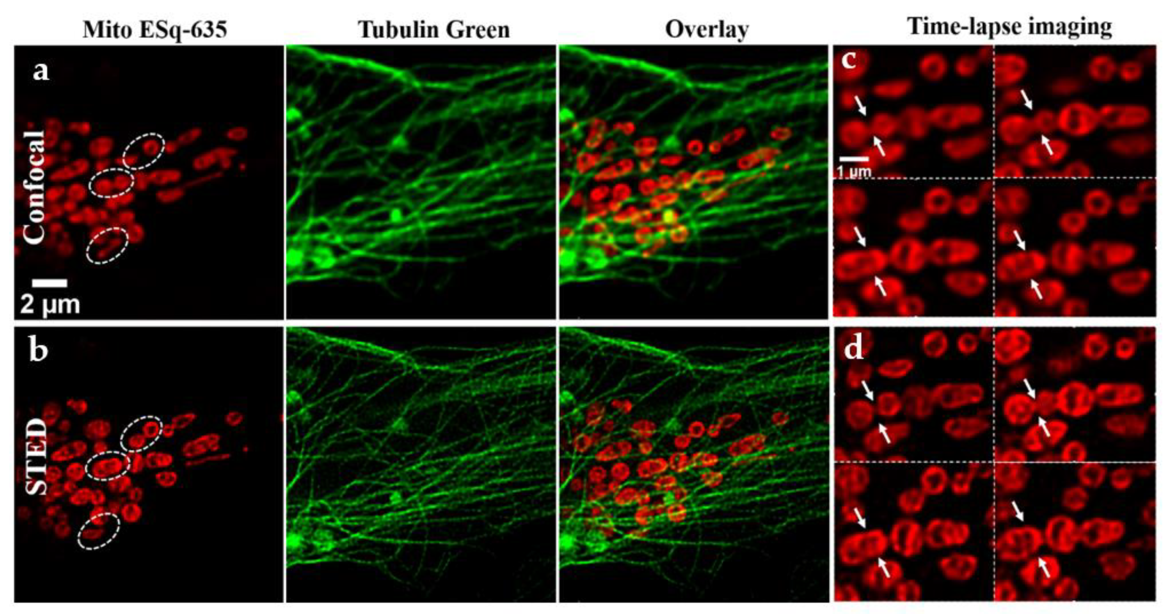 Biosensors 11 00330 g005 Biosensors 11 00330 g005
