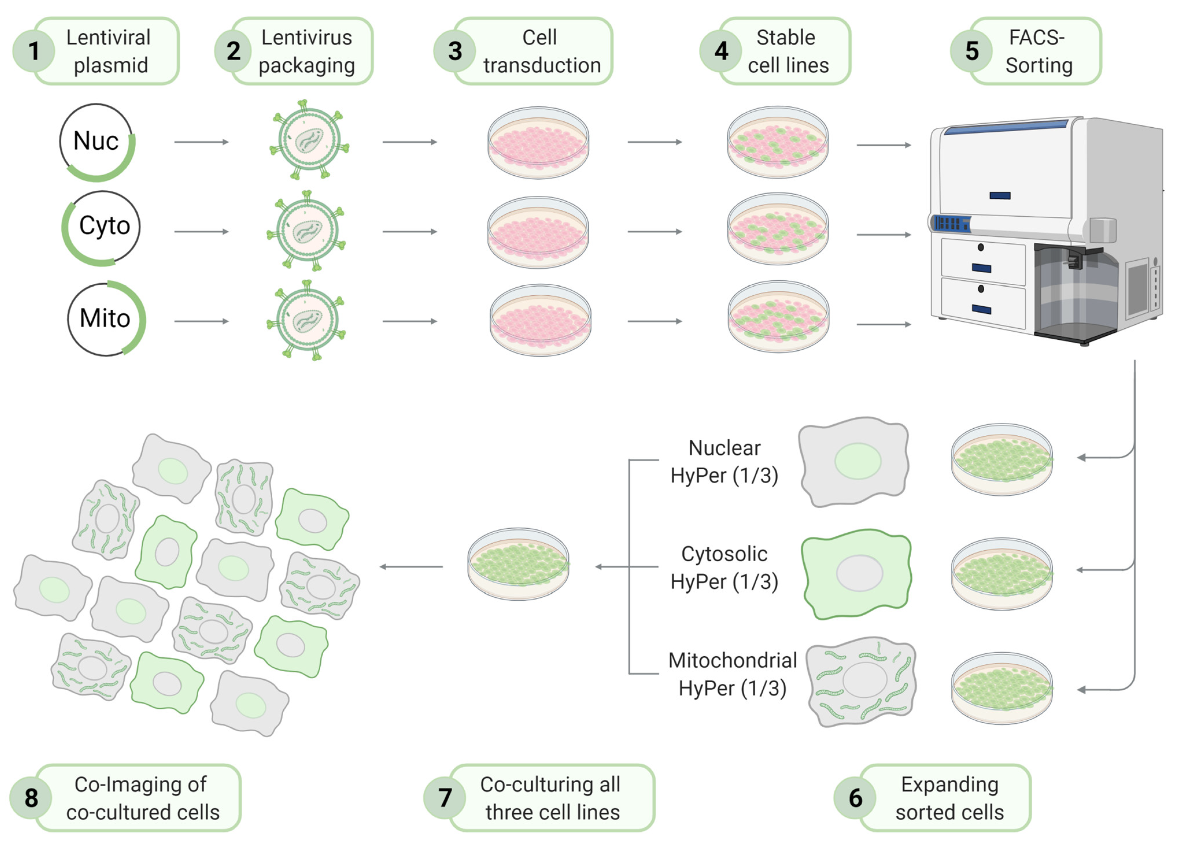 Biosensors 11 00338 g001