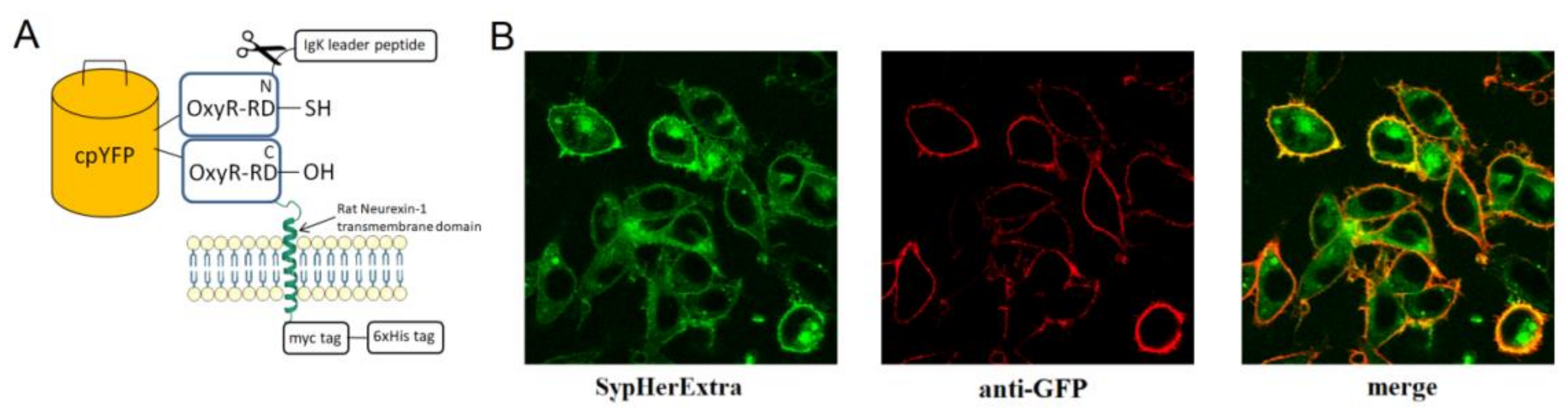 Biosensors 11 00340 g001