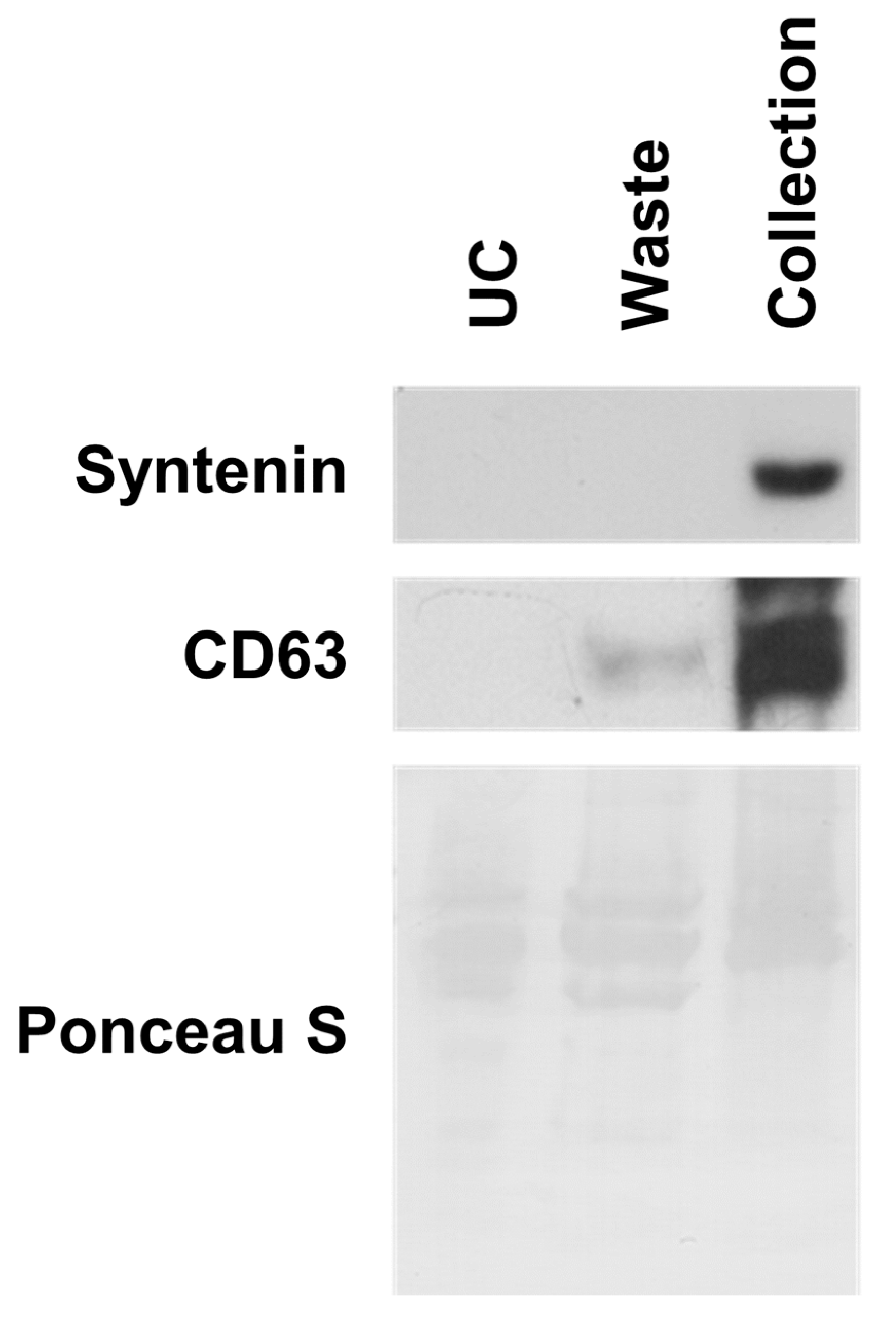 Biosensors 11 00347 g005 550