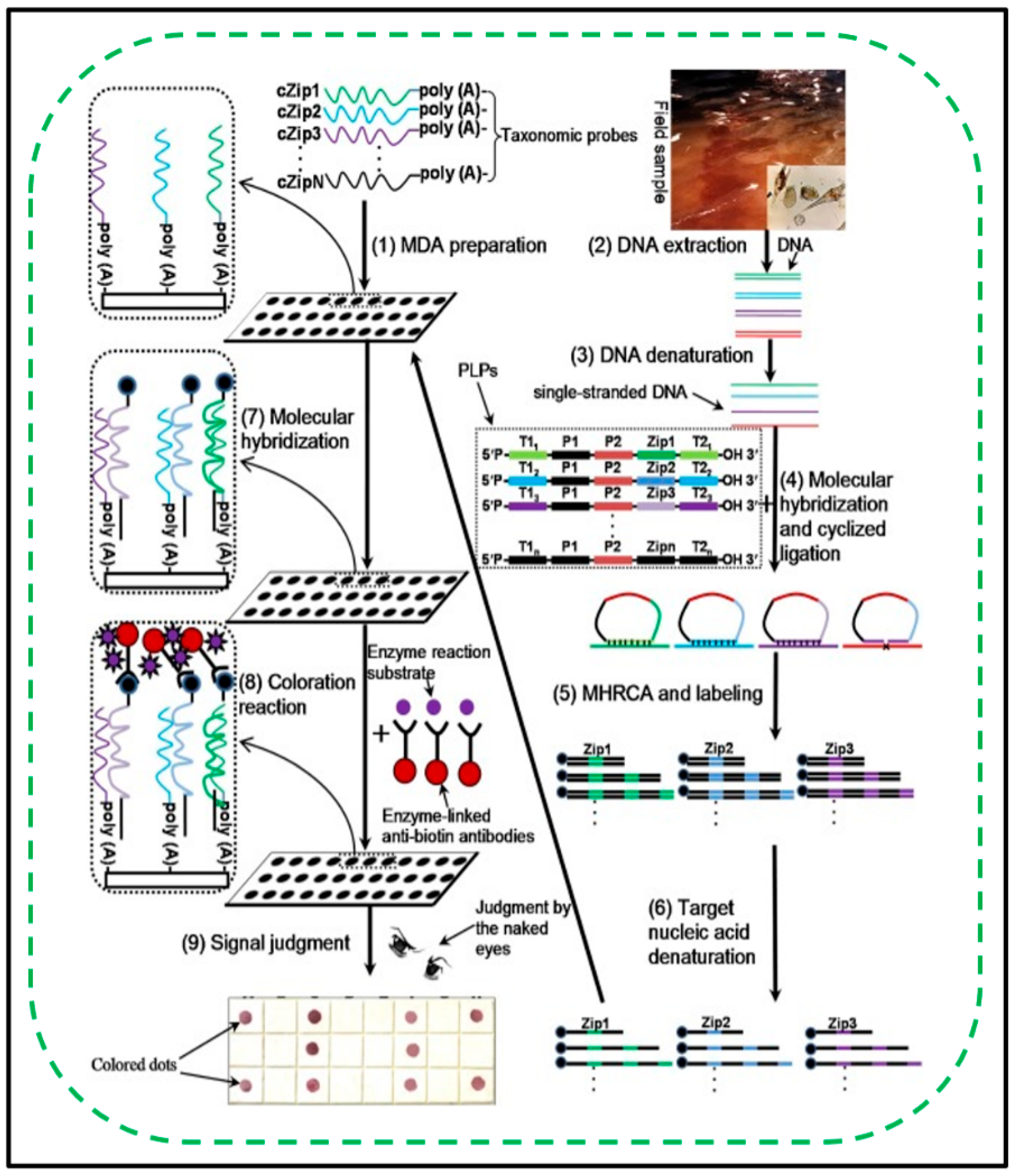 Biosensors 11 00352 g006