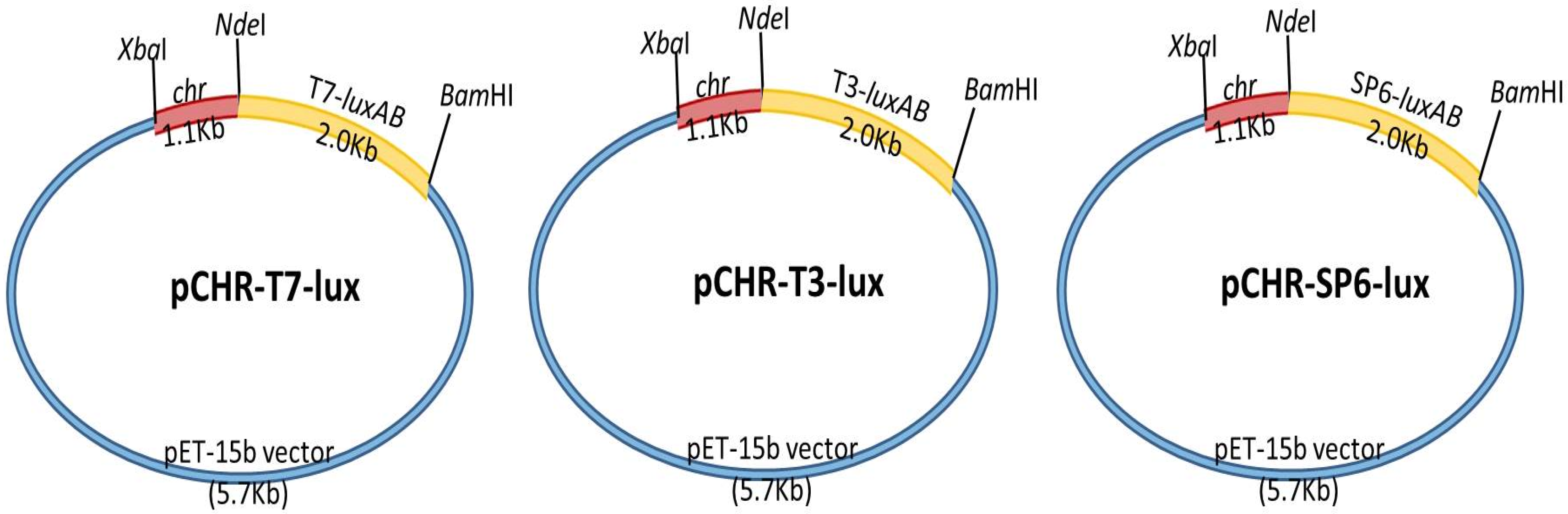 Biosensors 11 00357 g001
