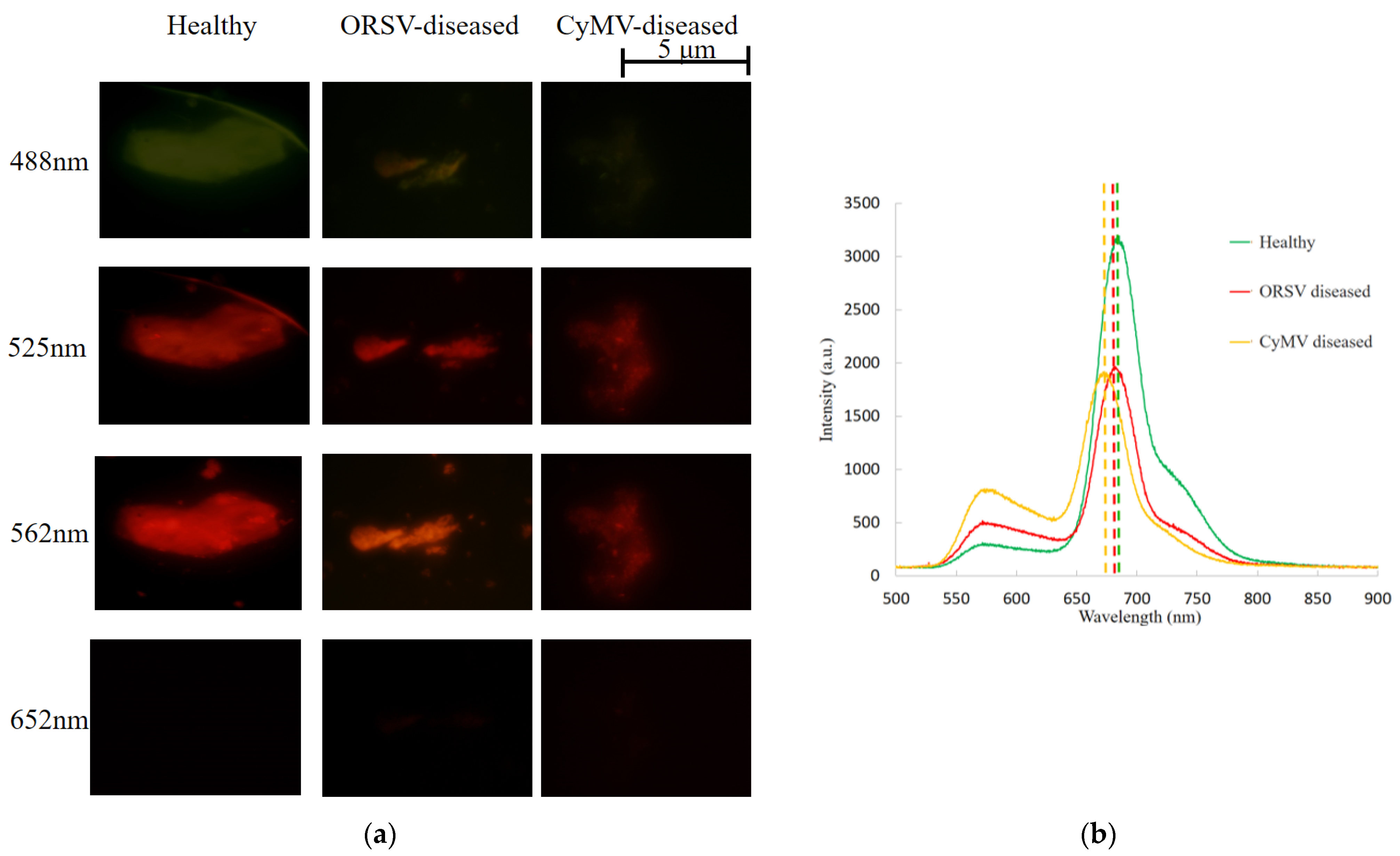 Biosensors 11 00363 g001