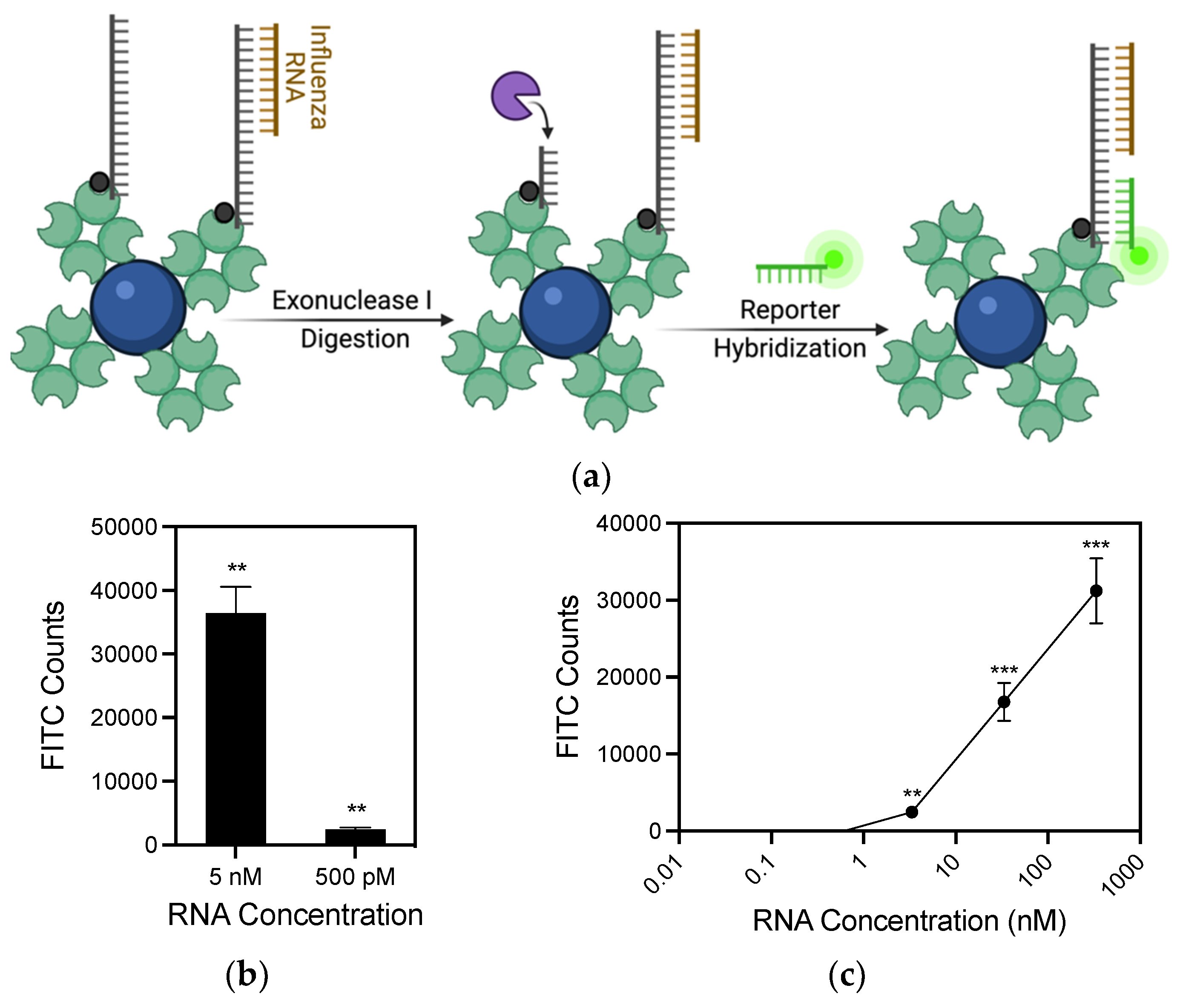 Biosensors 11 00367 g004 Biosensors 11 00367 g004