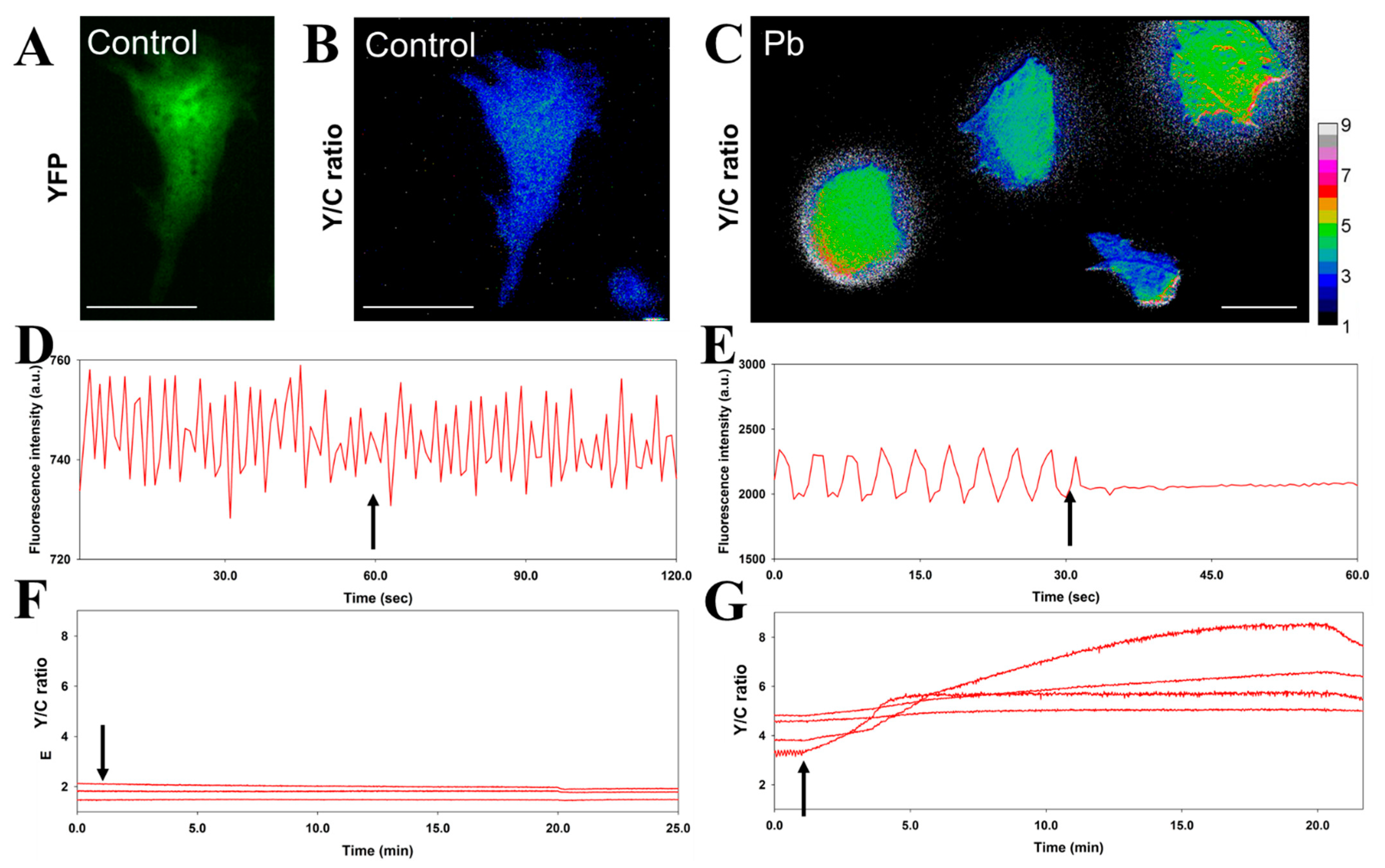 Biosensors 11 00371 g002