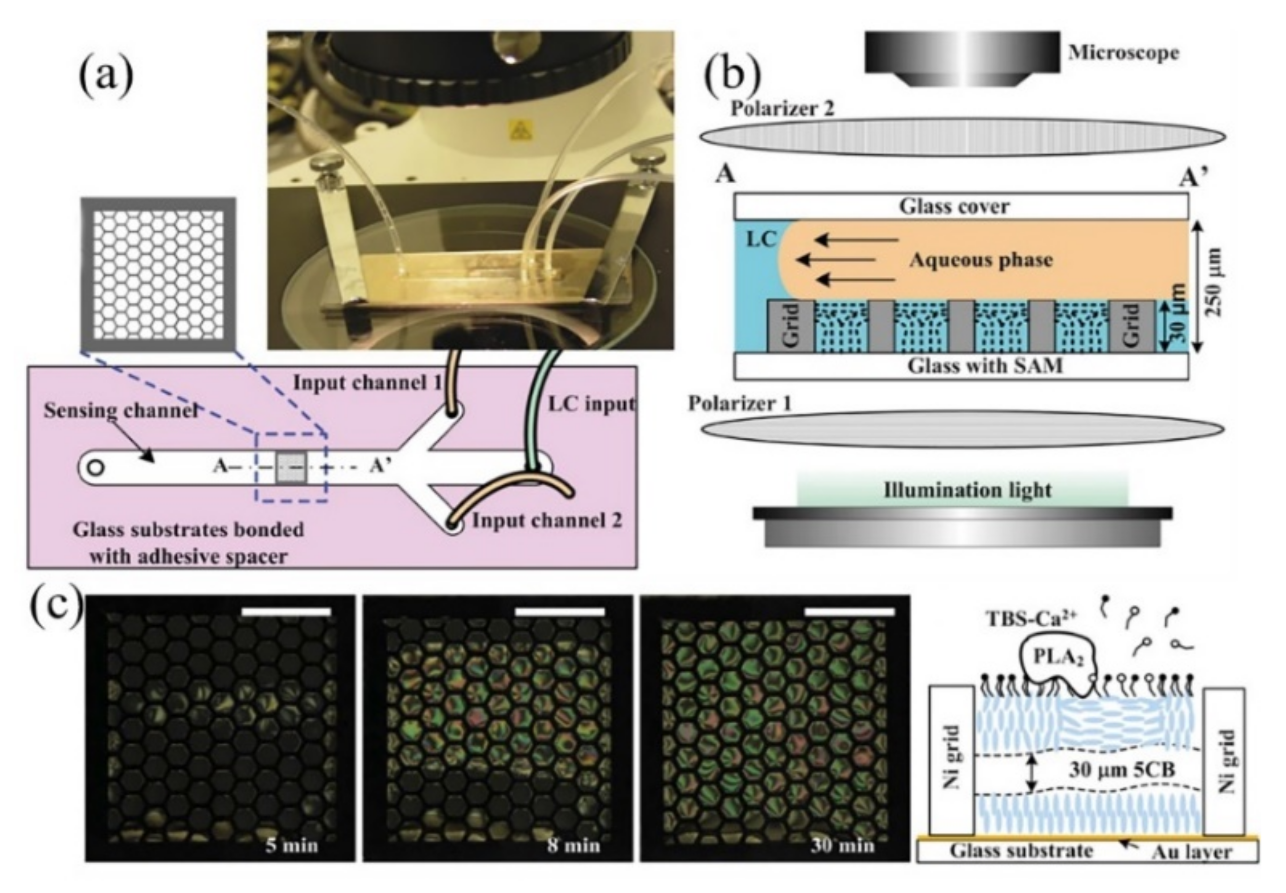 Biosensors 11 00385 g003