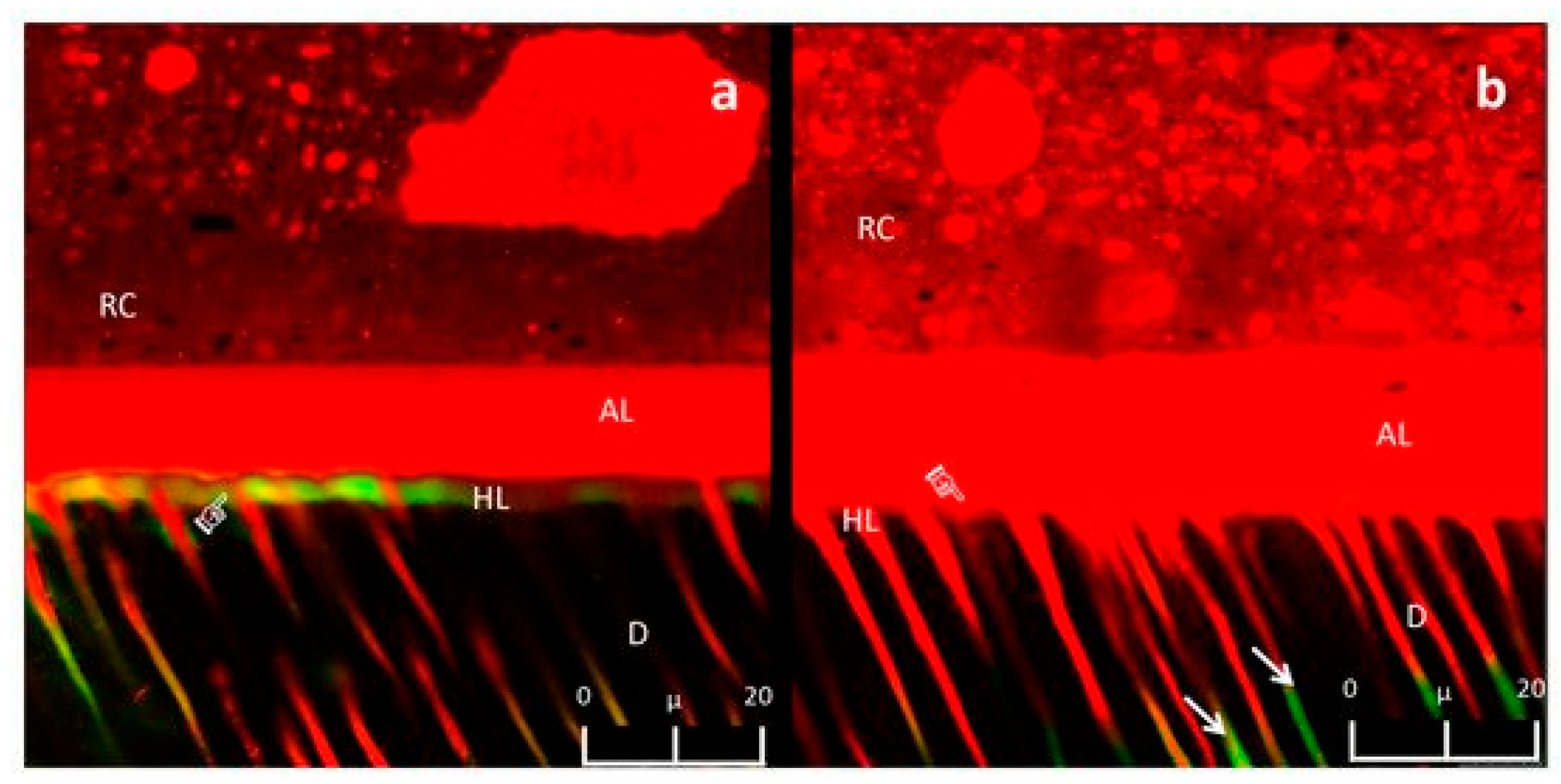 Biosensors 11 00408 g002 Biosensors 11 00408 g002
