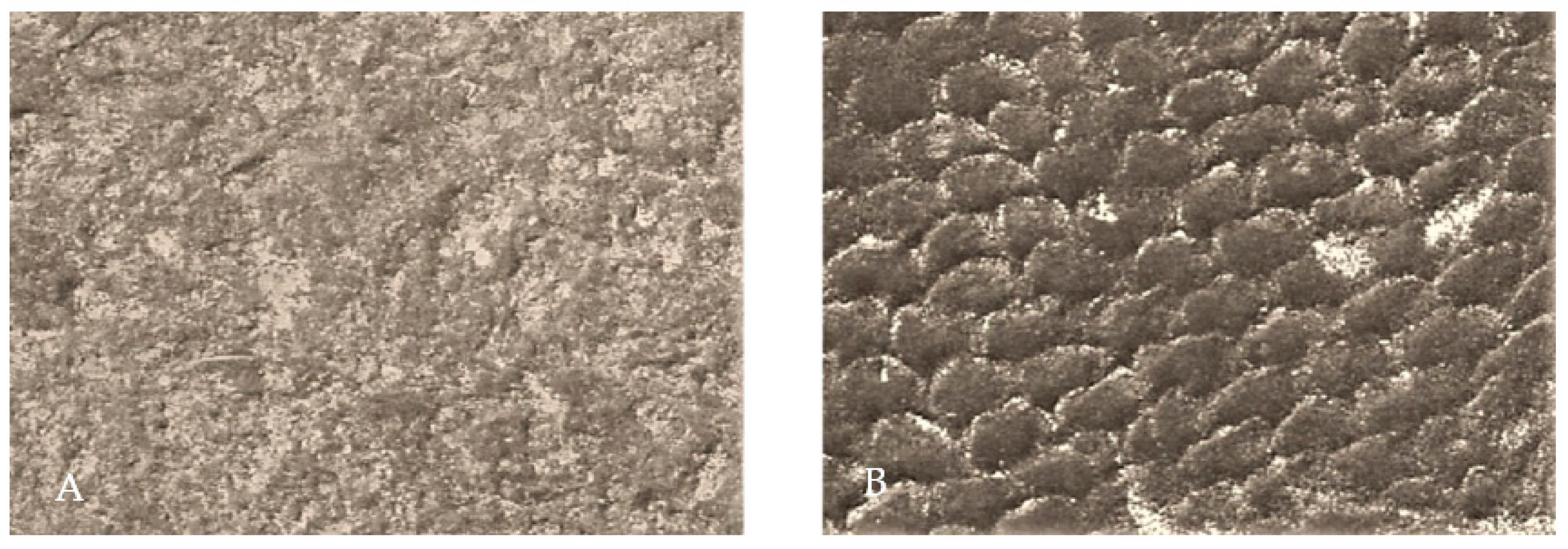 Biosensors 11 00408 g004 Biosensors 11 00408 g004