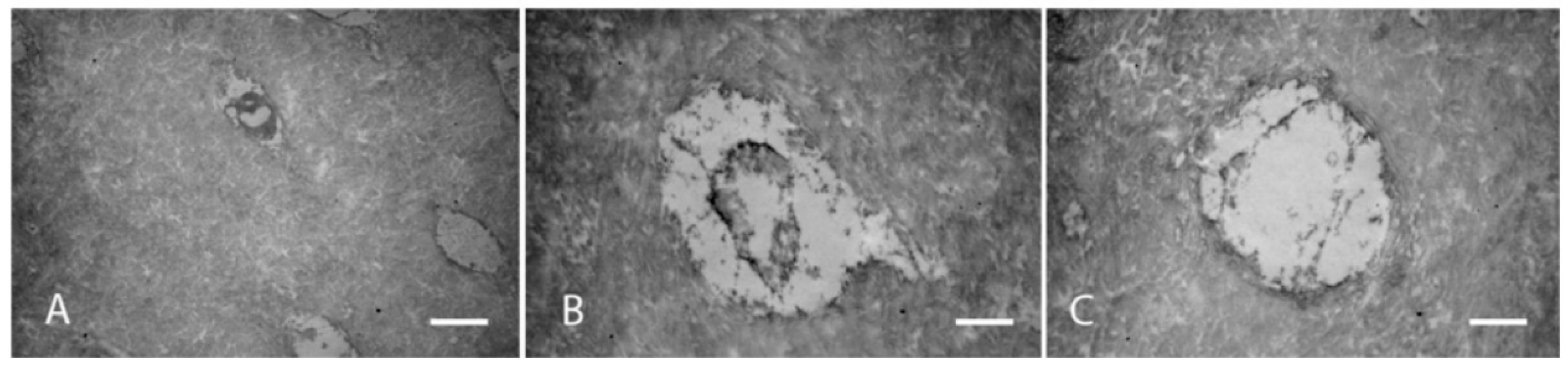 Biosensors 11 00408 g009 Biosensors 11 00408 g009