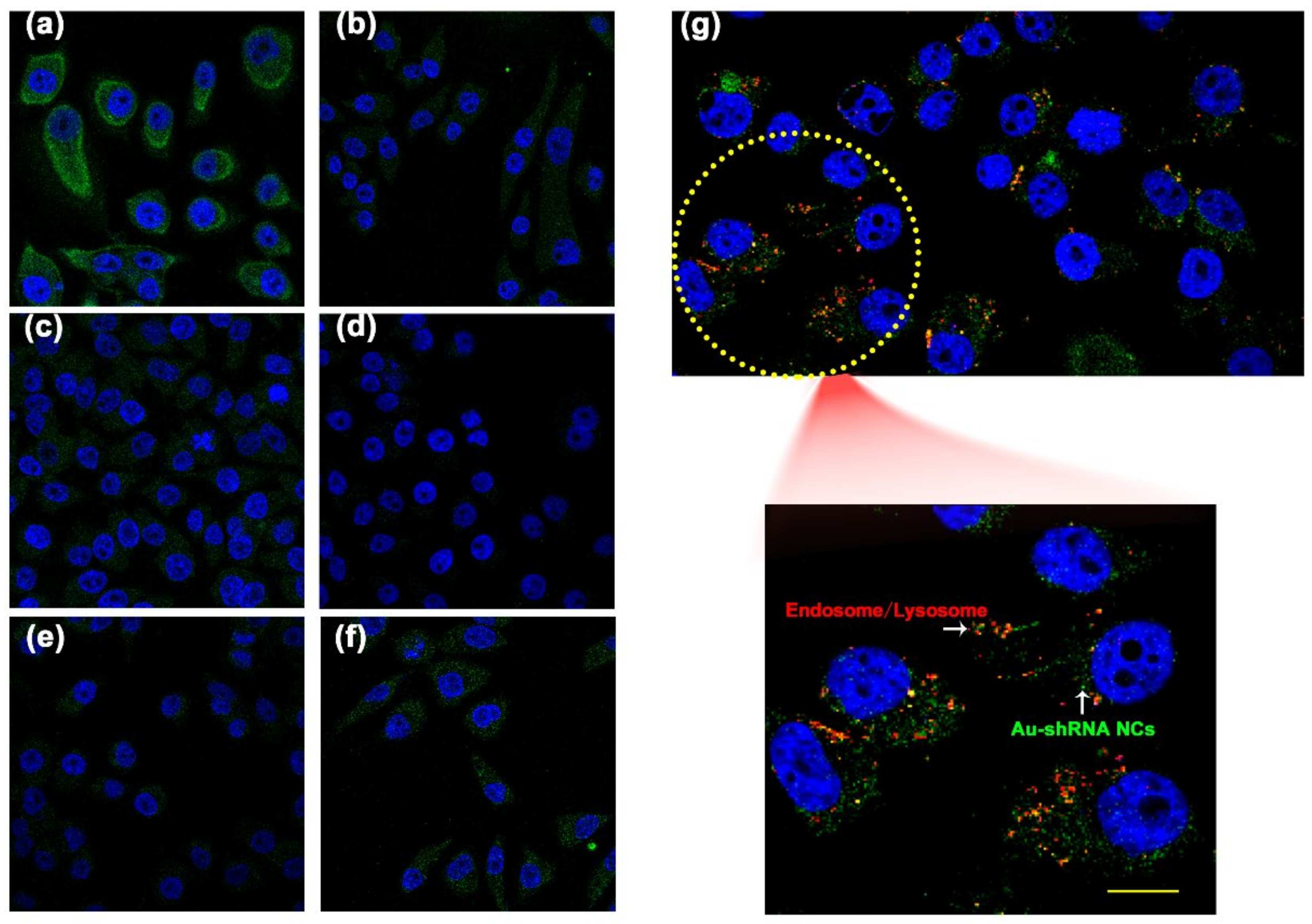 Biosensors 11 00425 g002