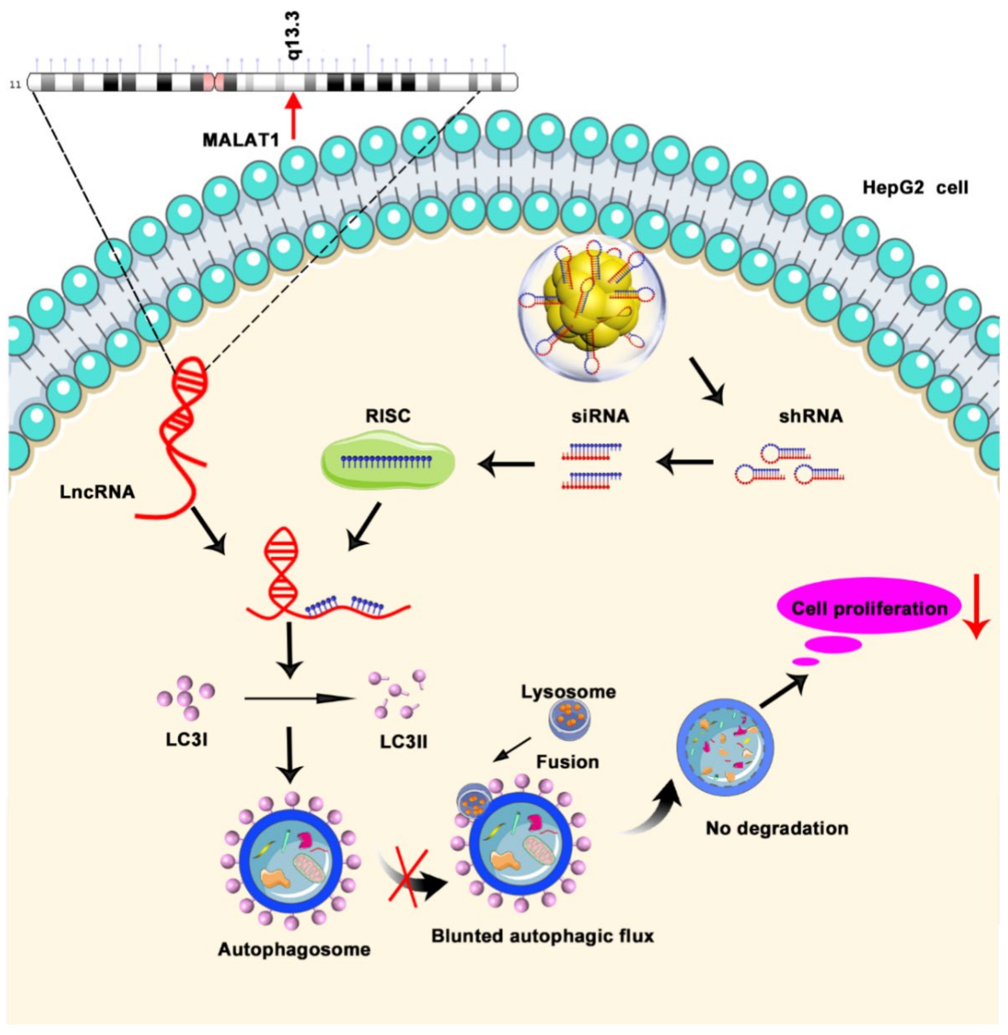 Virusul HPV - Definitii, Preventie, Diagnostic si Tratament, Papilom cu risc oncogen