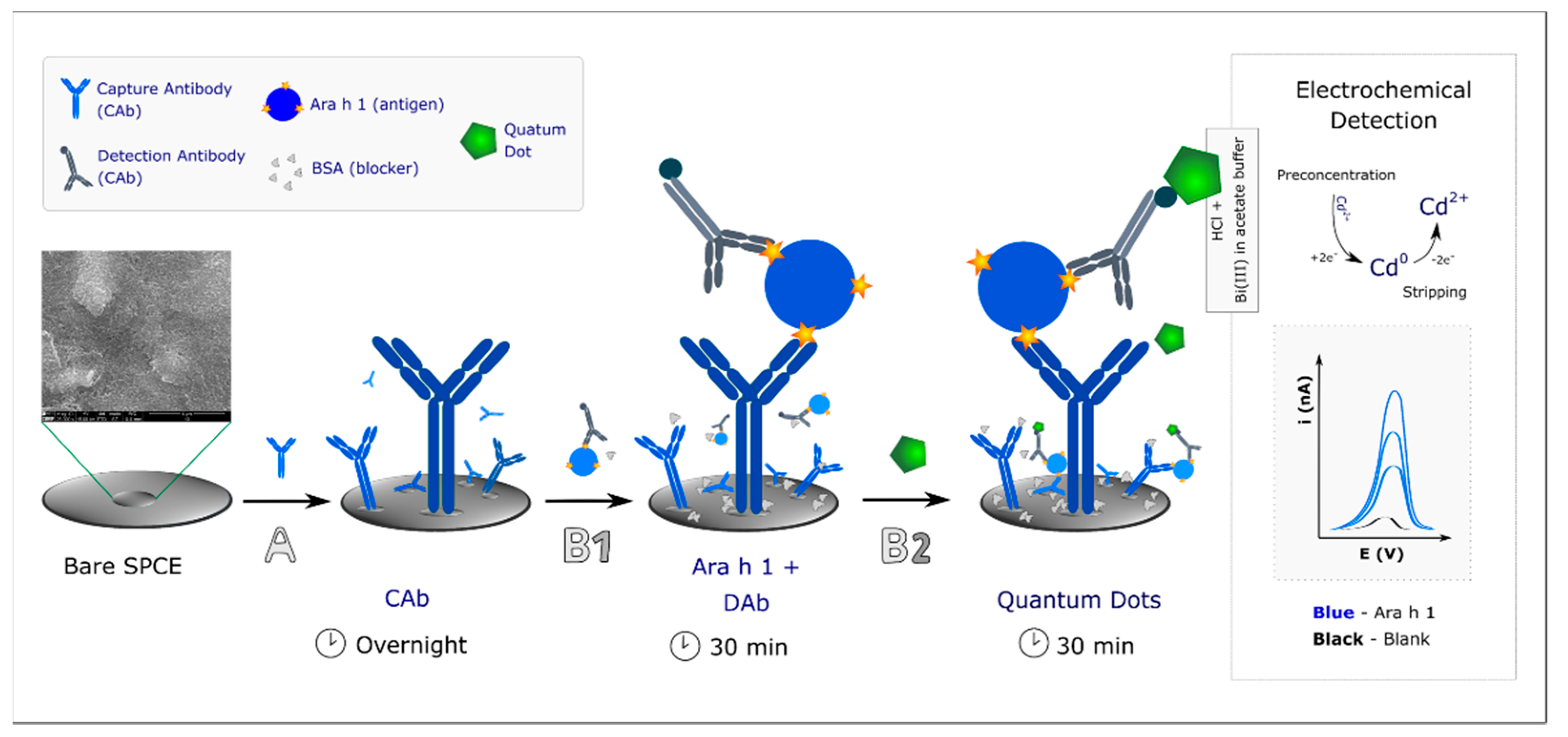 Biosensors 11 00426 g001